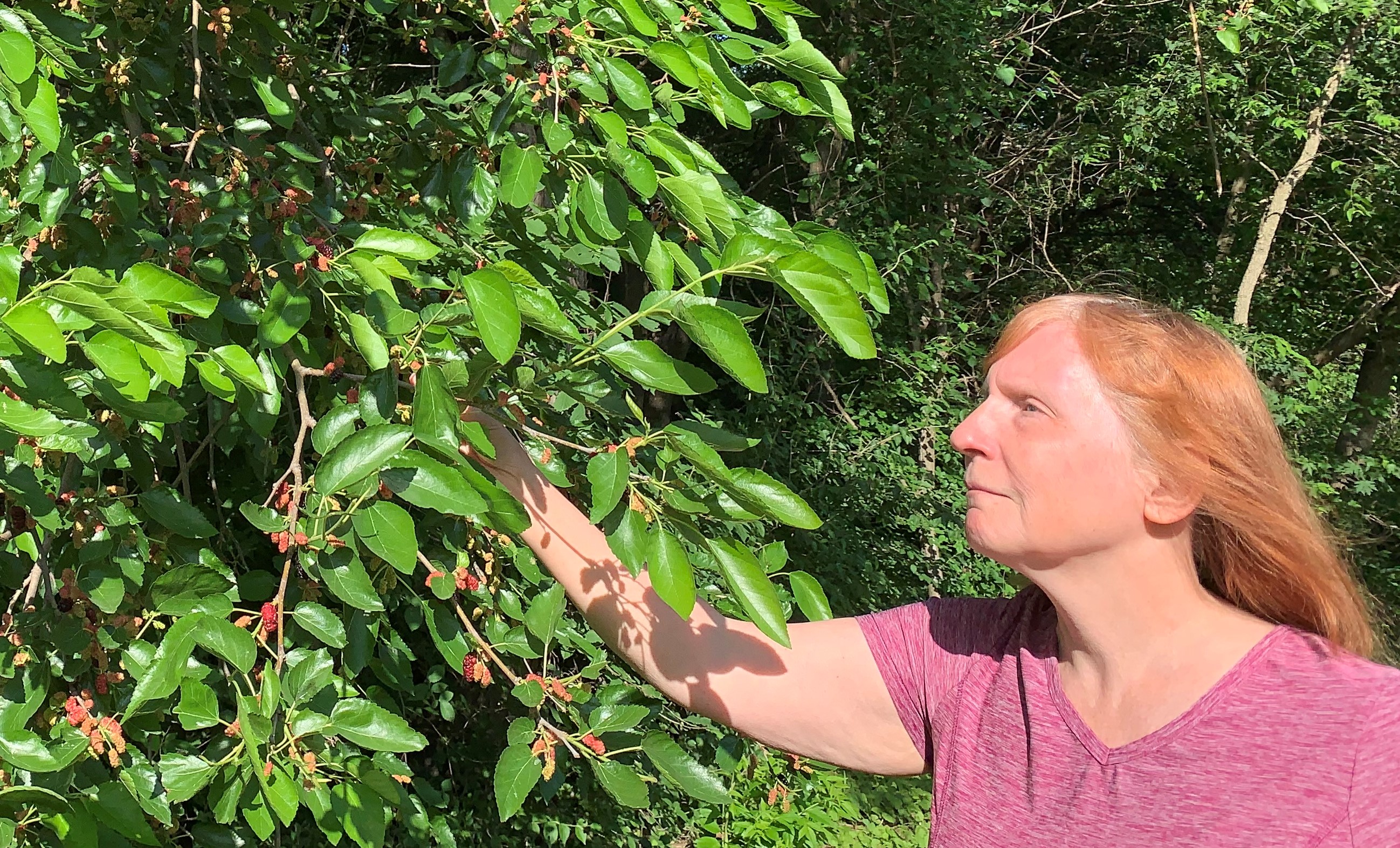 Karen, a white woman with copper hair and a pink shirt, inspects a mulberry tree with pink berries and bright green leaves.