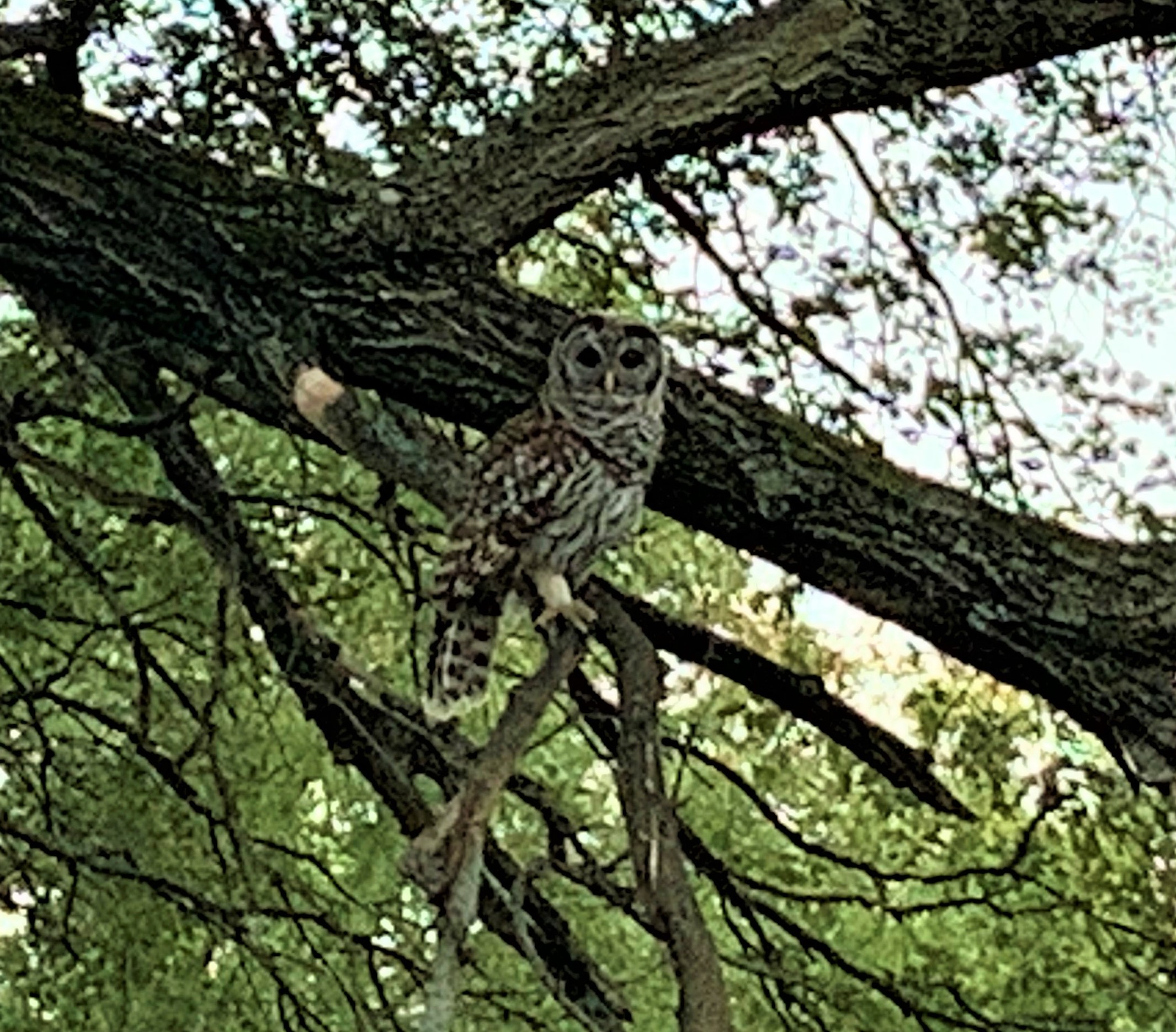 Barred owl sitting on a tree branch at the edge of the woods on Owl Acres. The bird is looking directly at the viewer.
