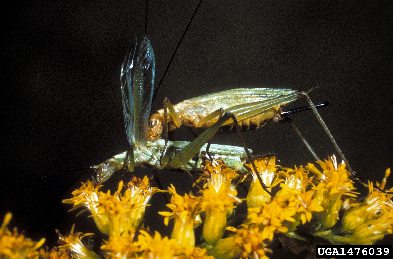 A pair of common tree crickets in their mating positions.