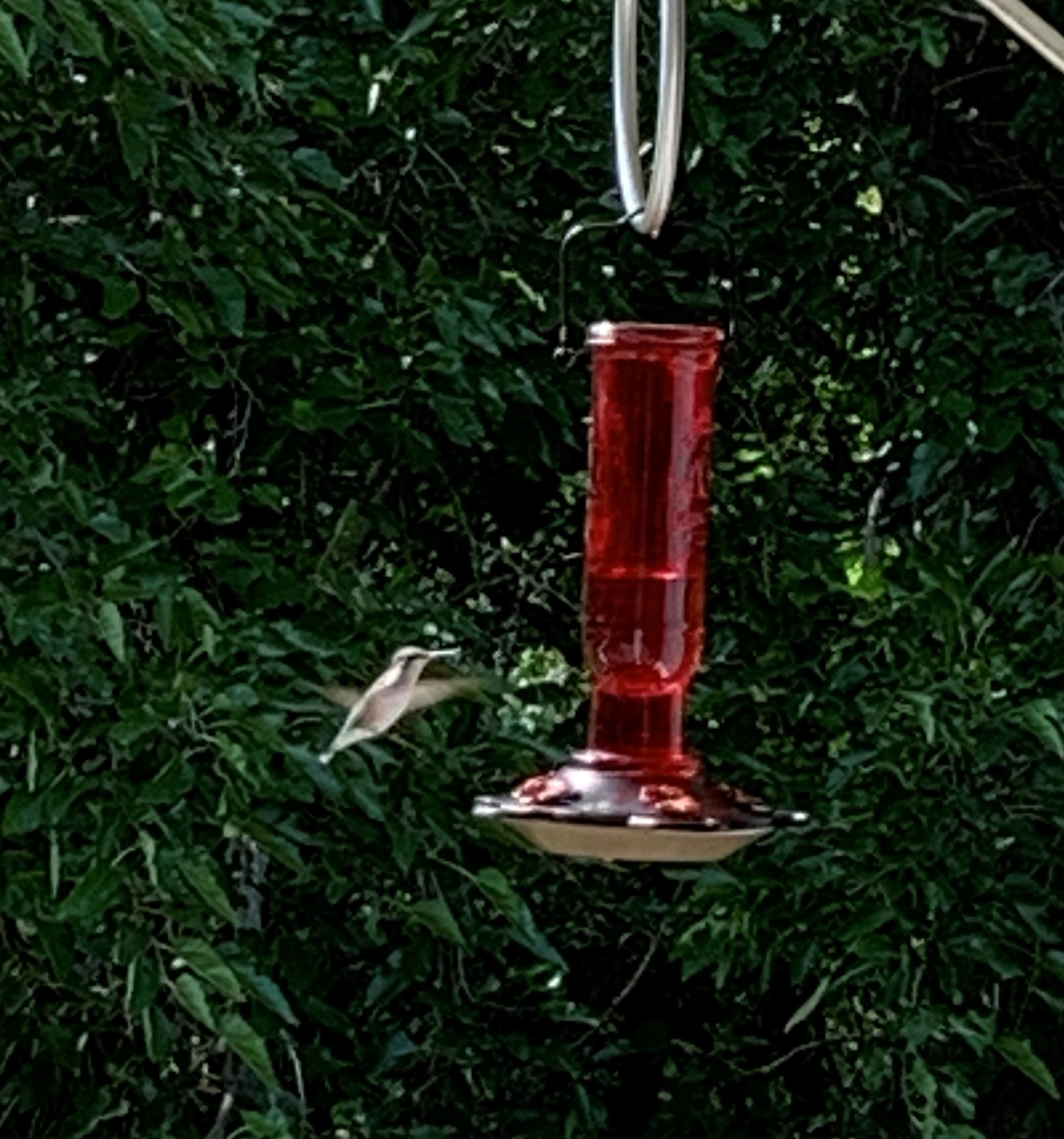 An iridescent green hummingbird flies away from the hummingbird feeder. The feeder looks like an upside down red medicine bottle with five little red flowers around the base.