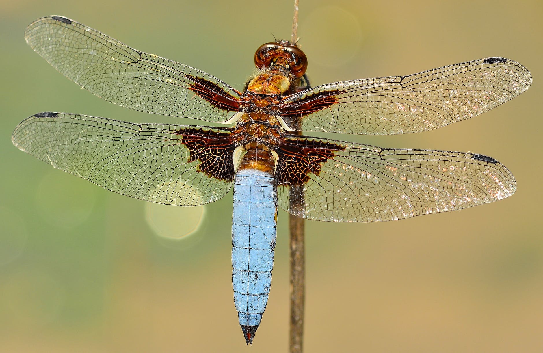 Large dragonfly with 4 clear wings and bright blue green abdomen resting on a vertical twig. Large oval shape head 90% covered by compound eyes.