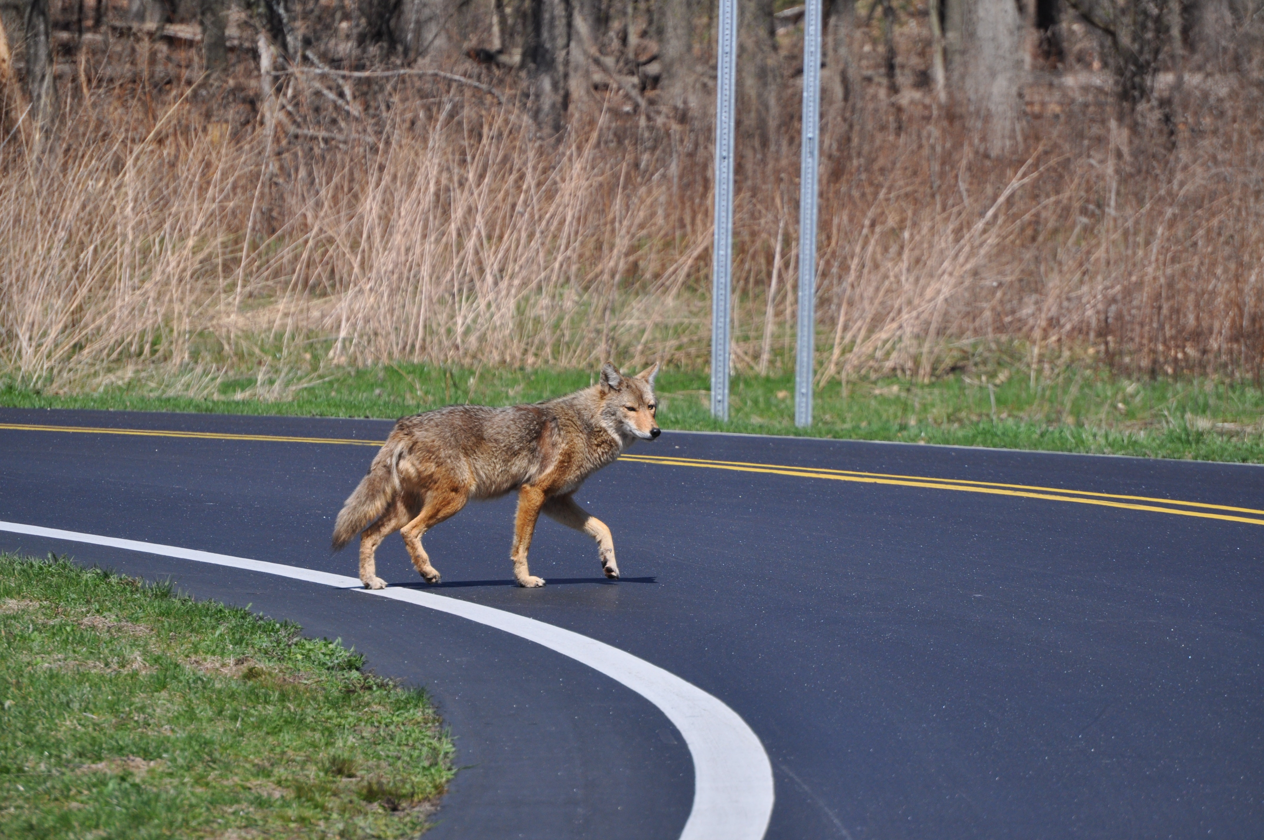 Fulvous coyote crossing a curving road