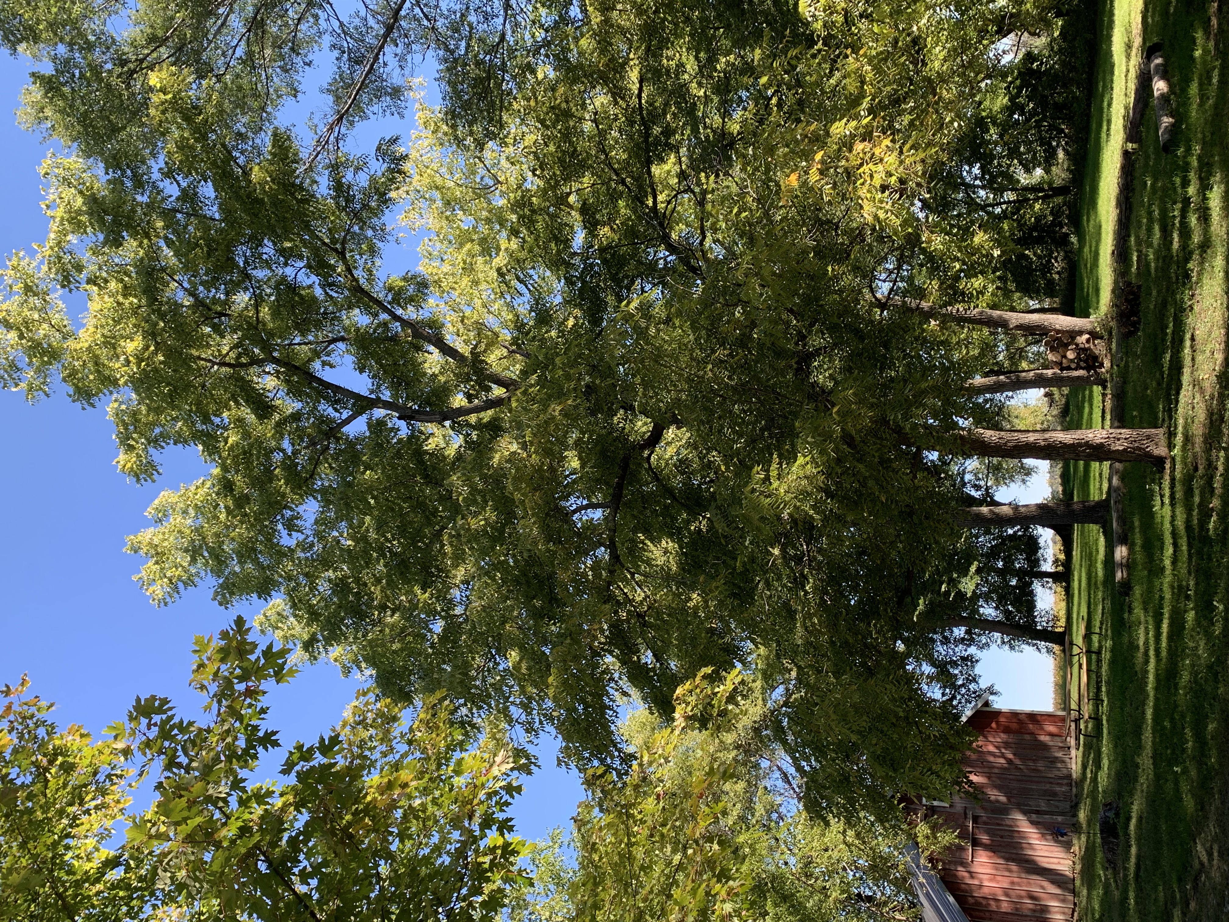 Grove of walnut trees; red farm shed; blue sky; green grass
