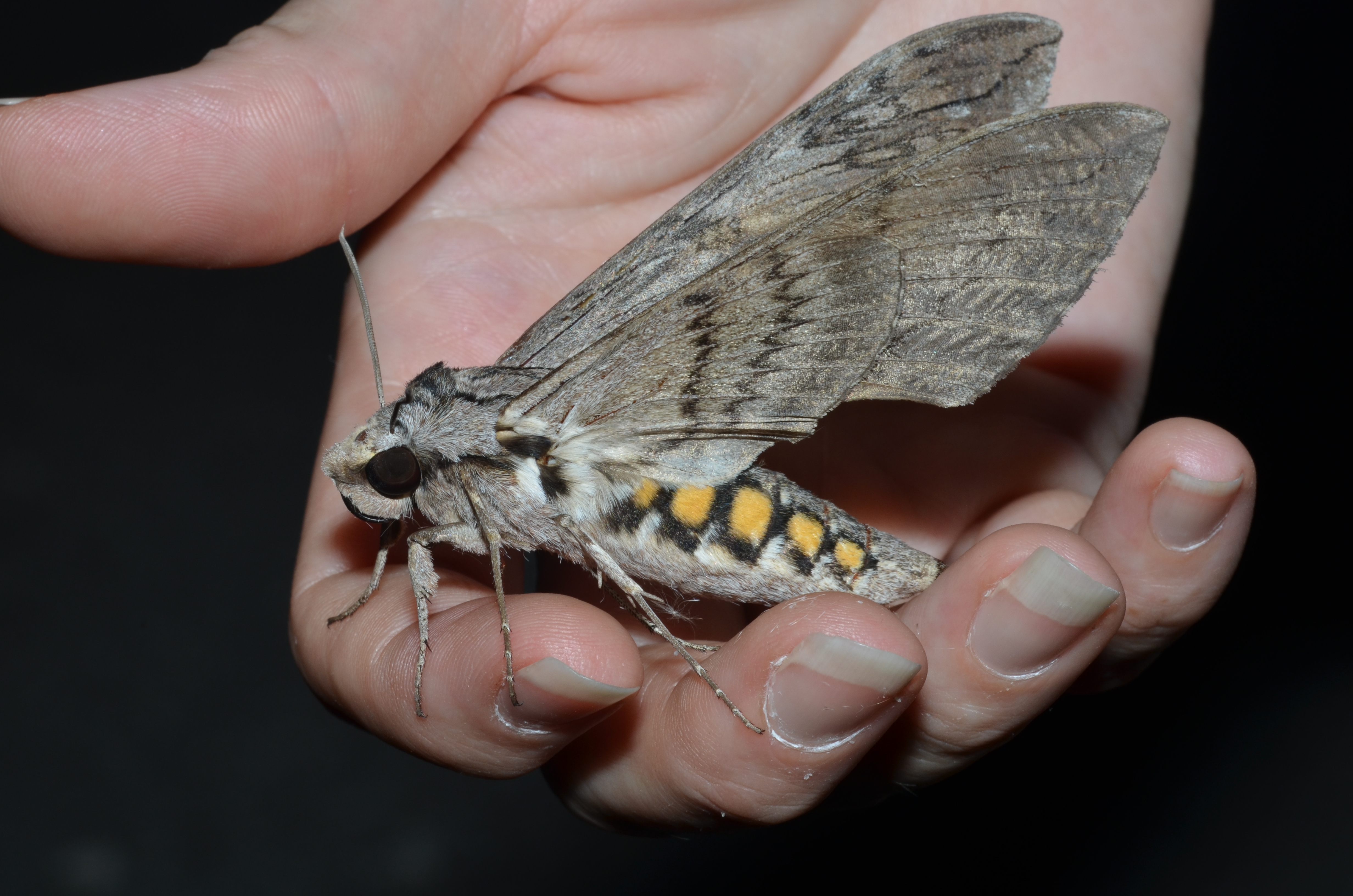 Manduca quinquemaculatus – Five-spotted Hawk Moth standing on a woman’s hand.