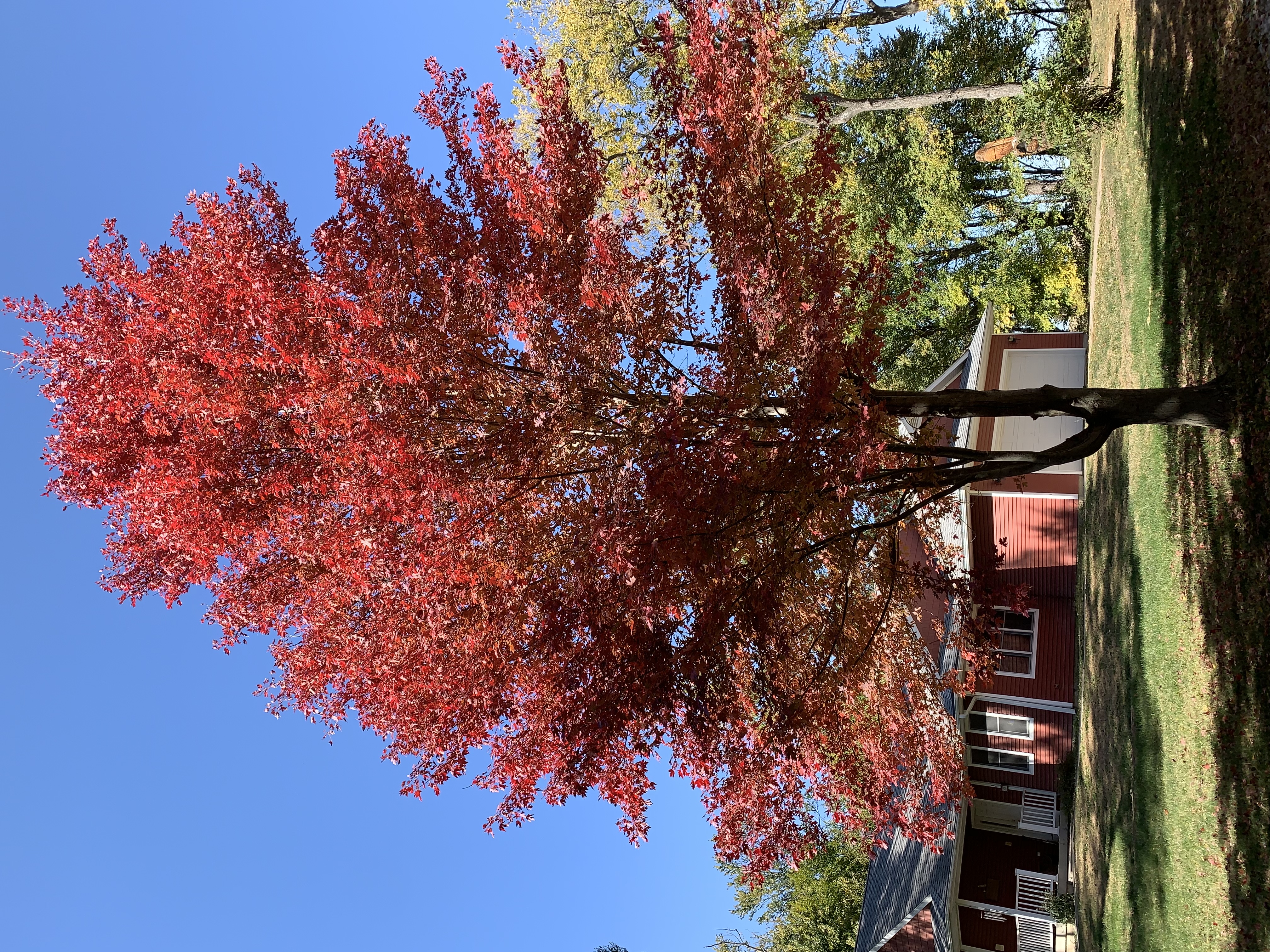 Maple with fire-red leaves stands in a green yard, in front of a red house and against a clear blue sky
