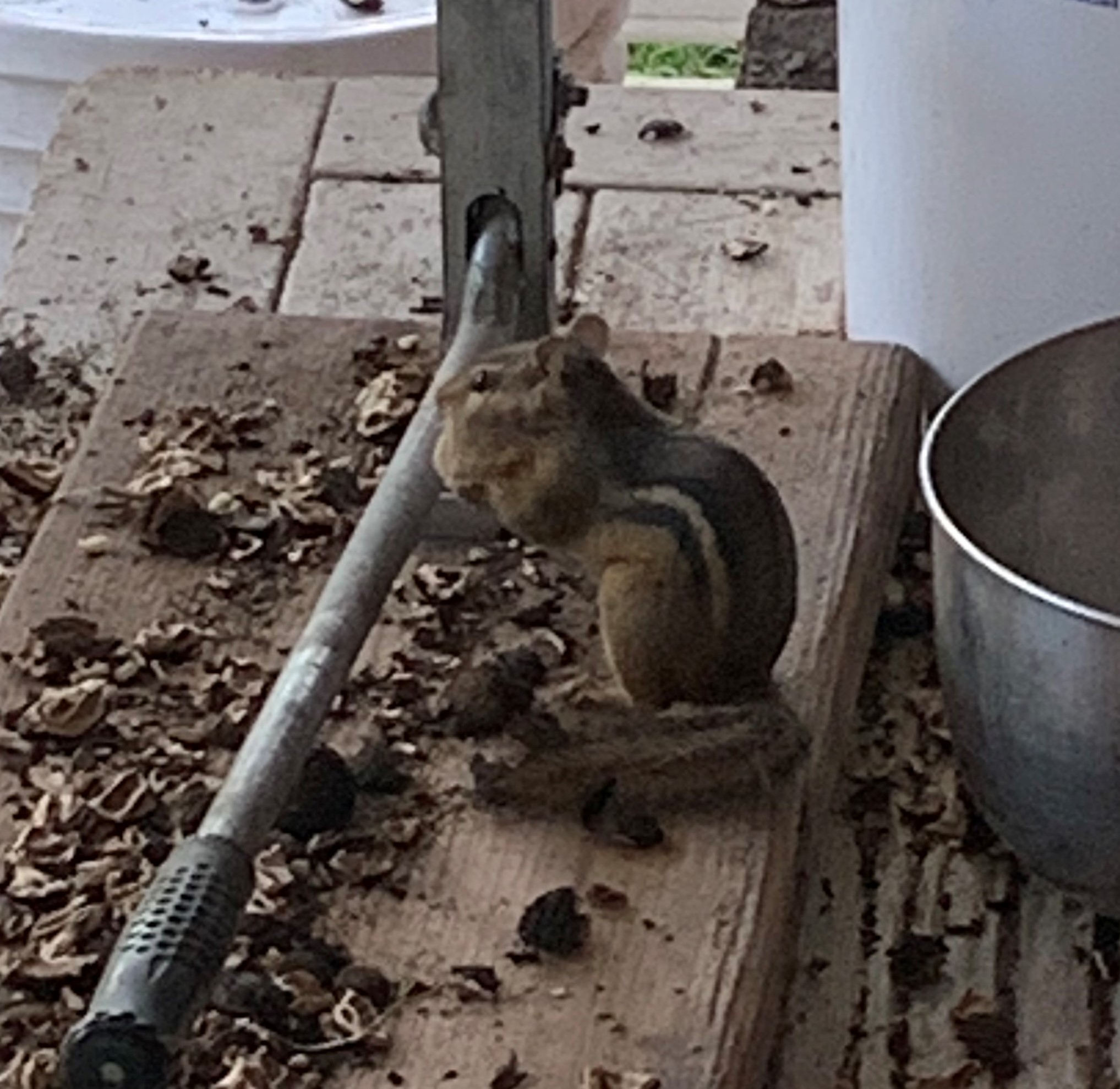 Chipmunk sitting upright near a nut cracker, stuffing its cheek pouches with nut meats