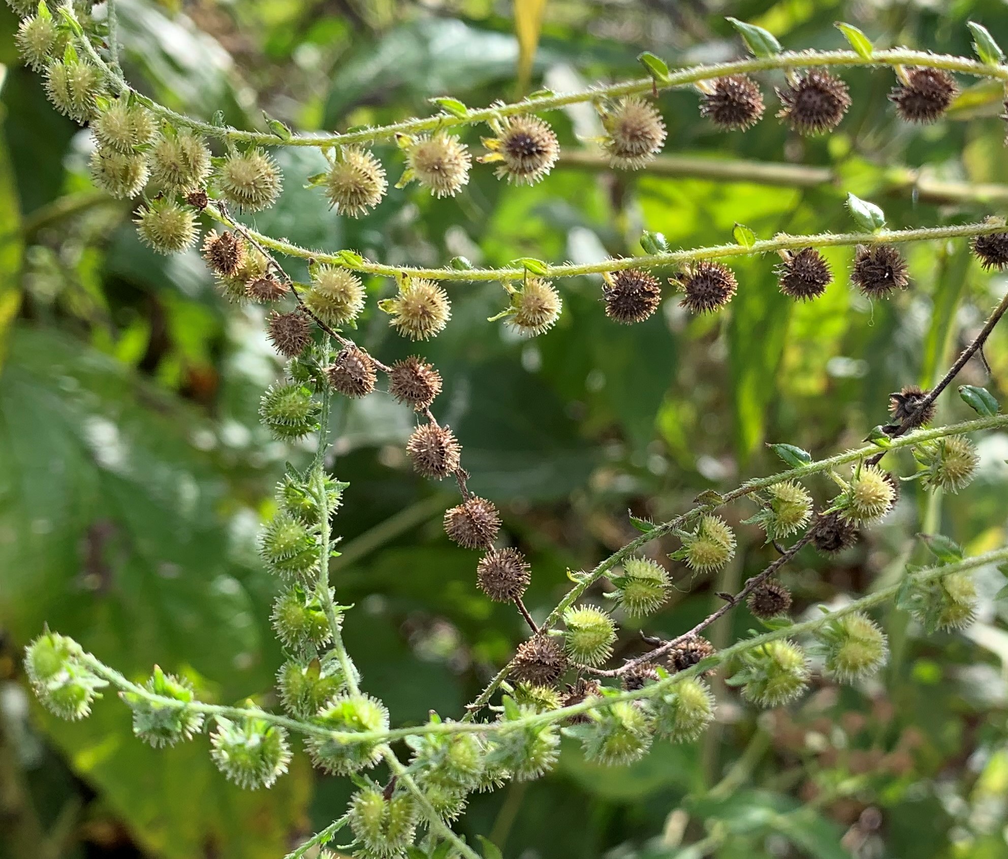 dozens of green and brown, ball-shape burrs, ranged along underside of horizontal stems atop a lanky, slender plant. Virginia stickseed, AKA beggar lice, ripening in the late summer sun.