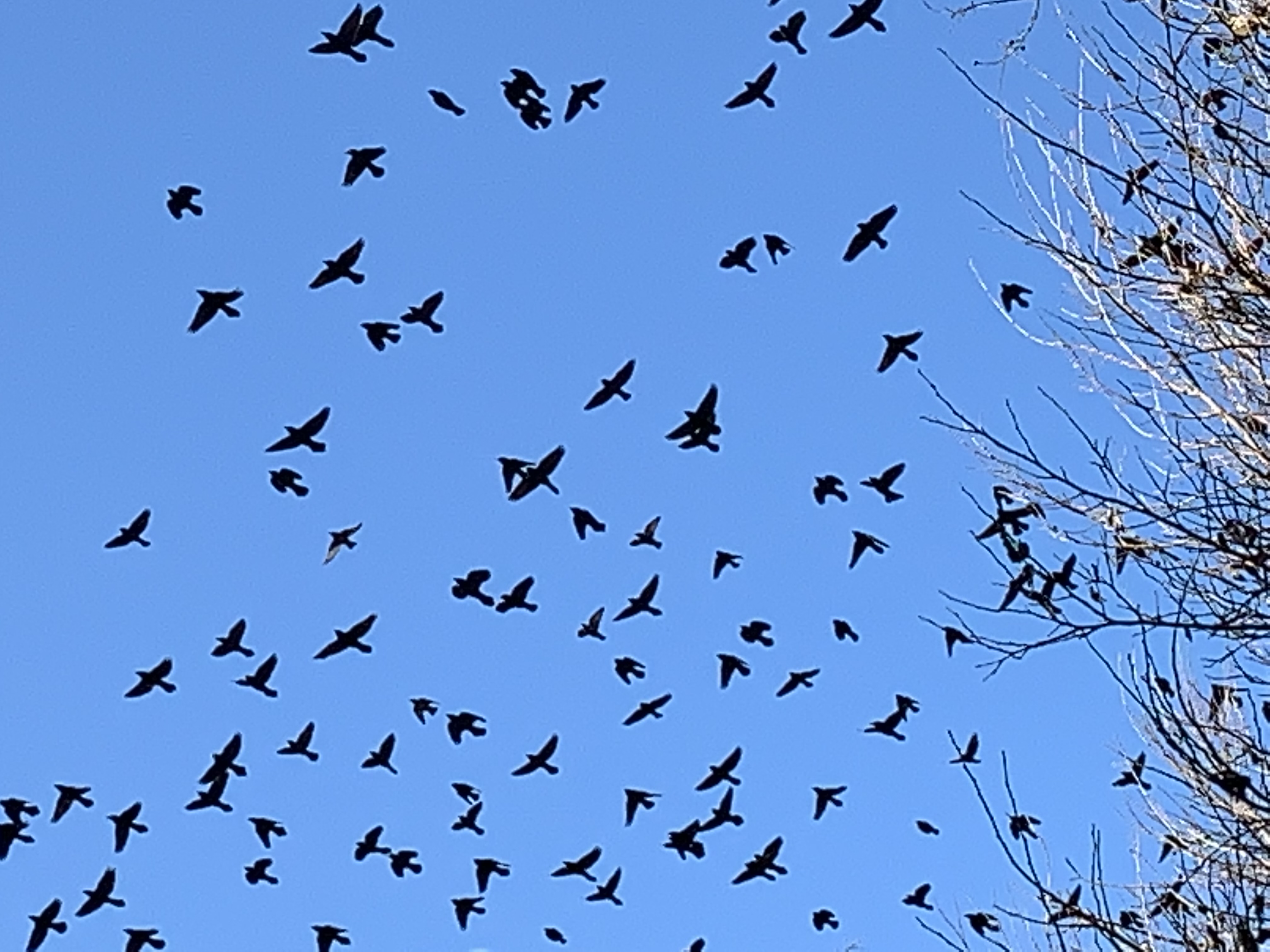 A flock of dozens of black, robin-size birds in flight against a blue autumn sky