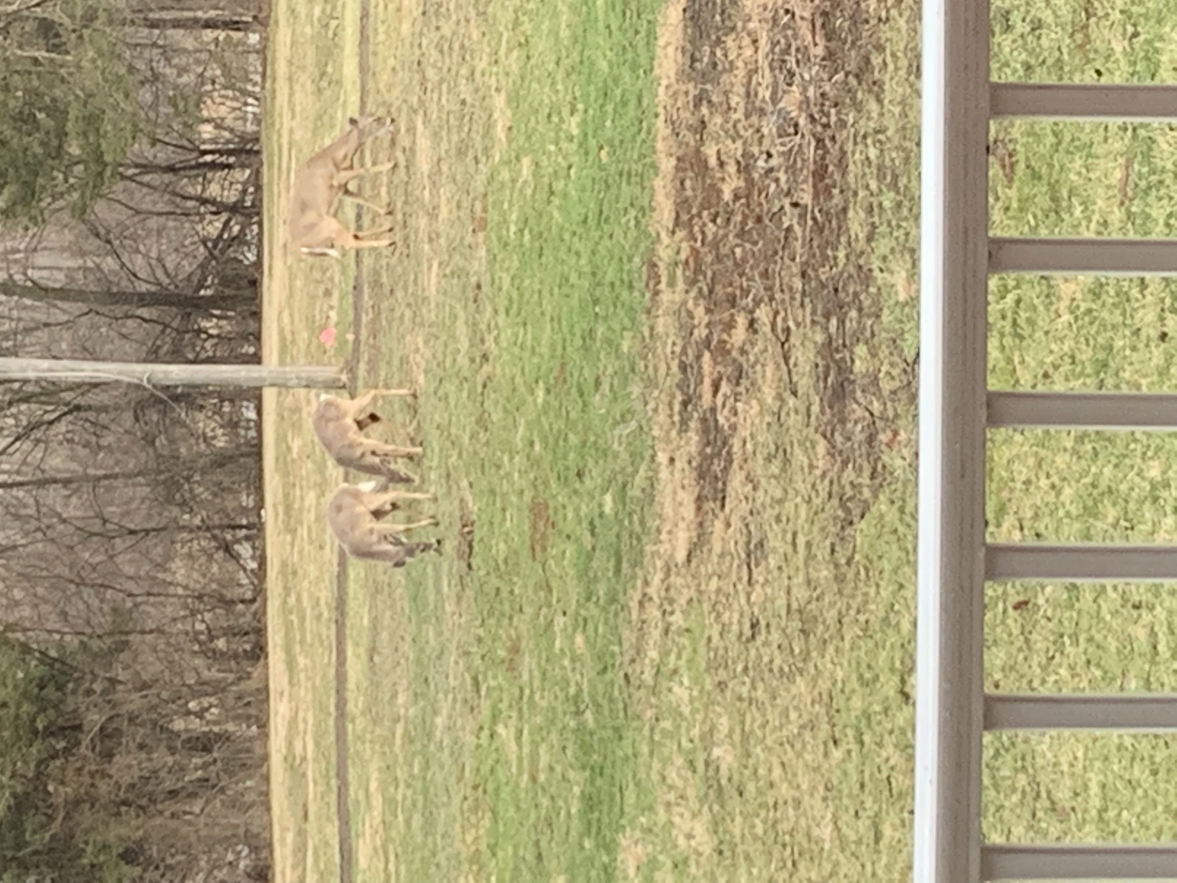 The view from the kitchen: 3 white-tailed deer grazing in the front yard