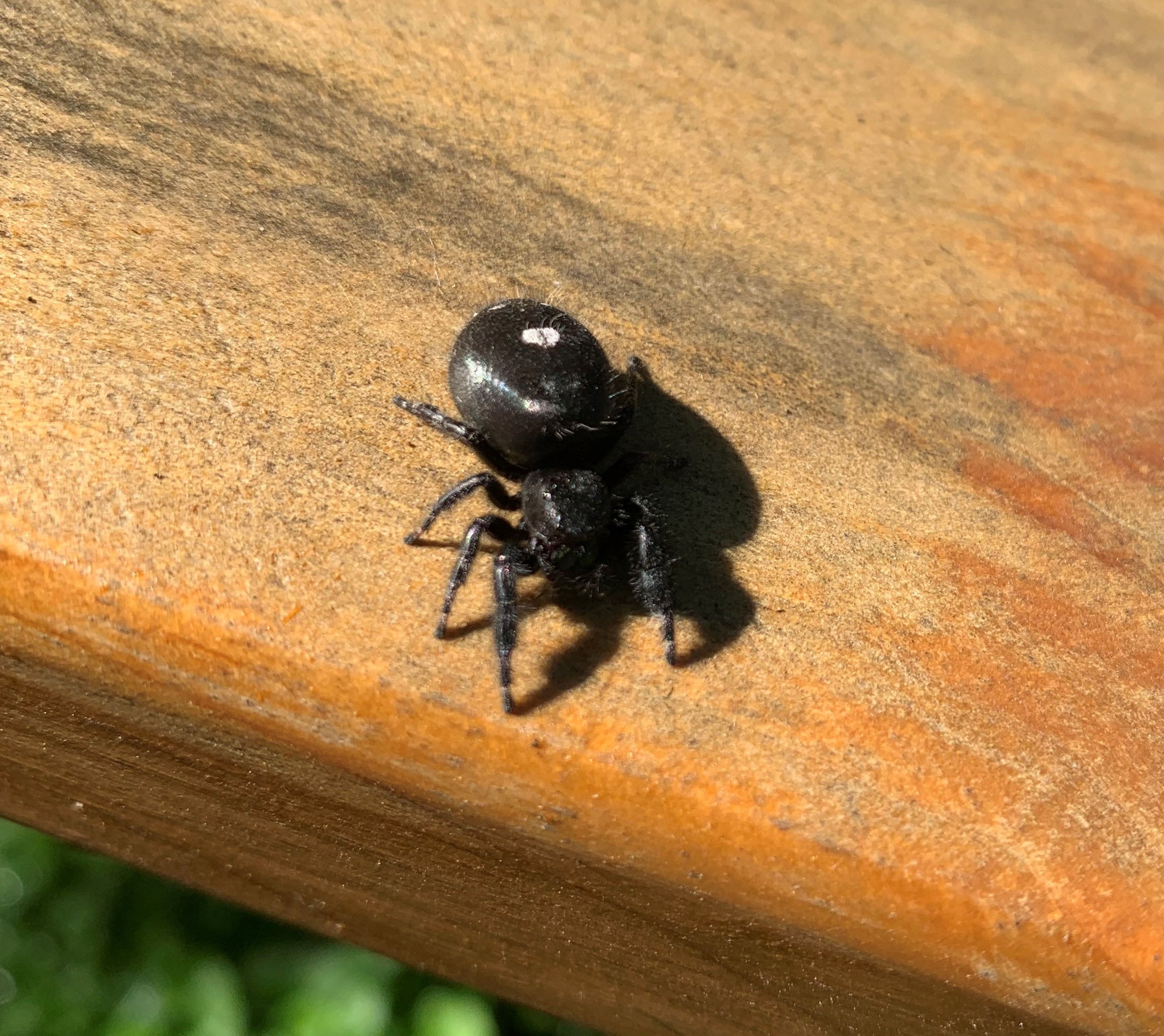 Black spider with short legs and a white spot on its abdomen sits on a wood picnic table in the sunshine