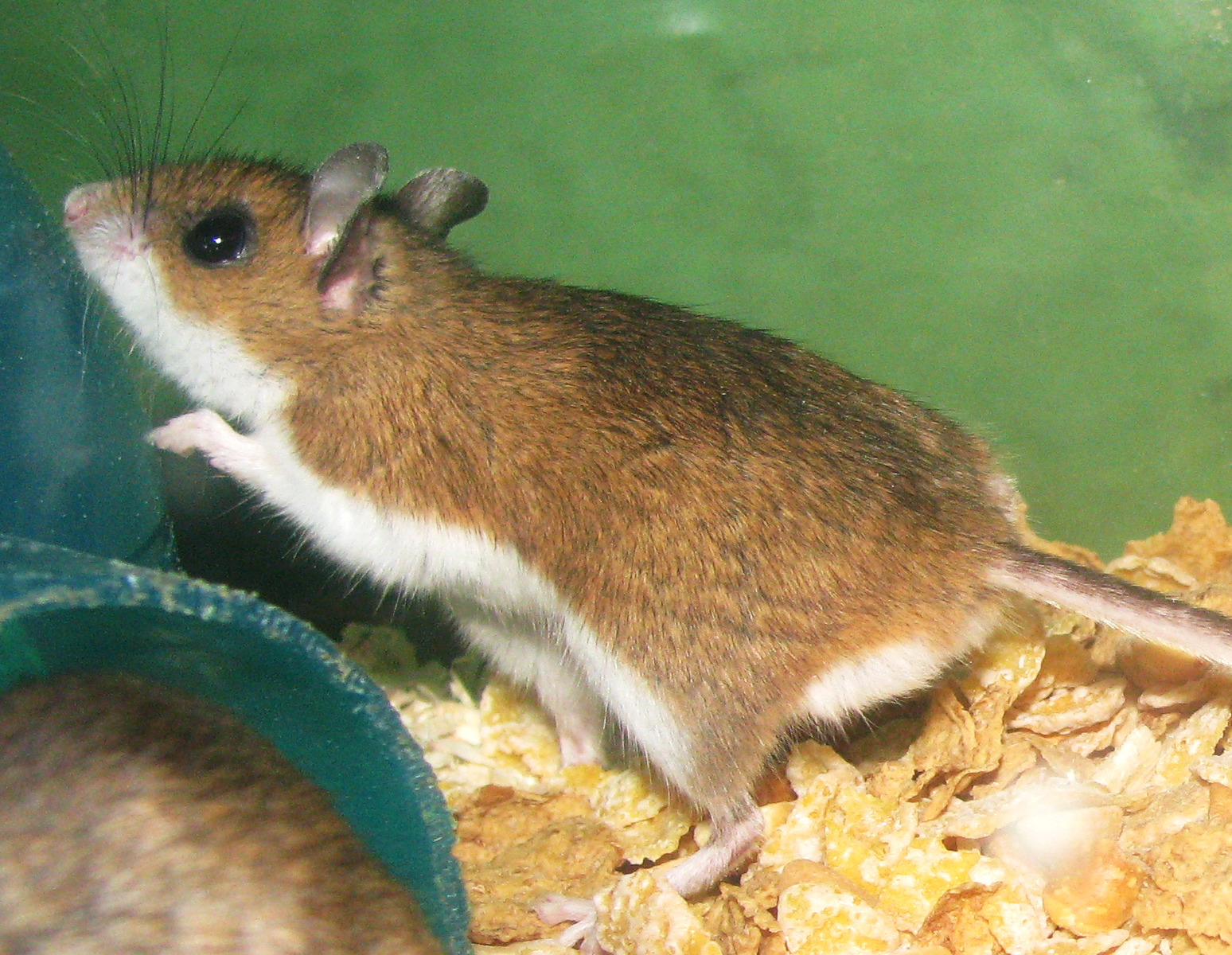 Brown furry mouse with black eyes, white underside and long, coarse whiskers.
