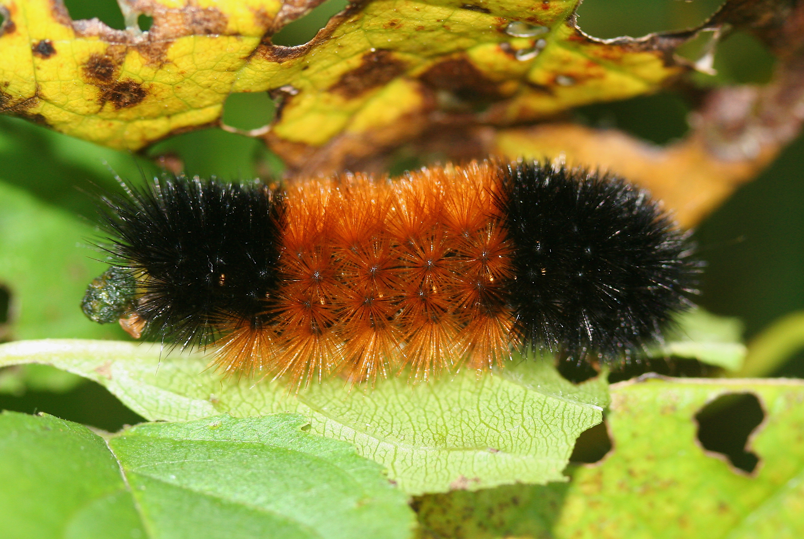 Fuzzy caterpillar looks like a bottle brush. Three equal length color bands, black at front and rear, brown in the middle