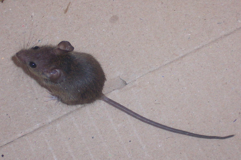Grey mouse with long naked tail on the floor of a cardboard box. Smooth grey fur, rounded erect ears, bulging black eyes, tapering nose, bristling coarse whiskers.