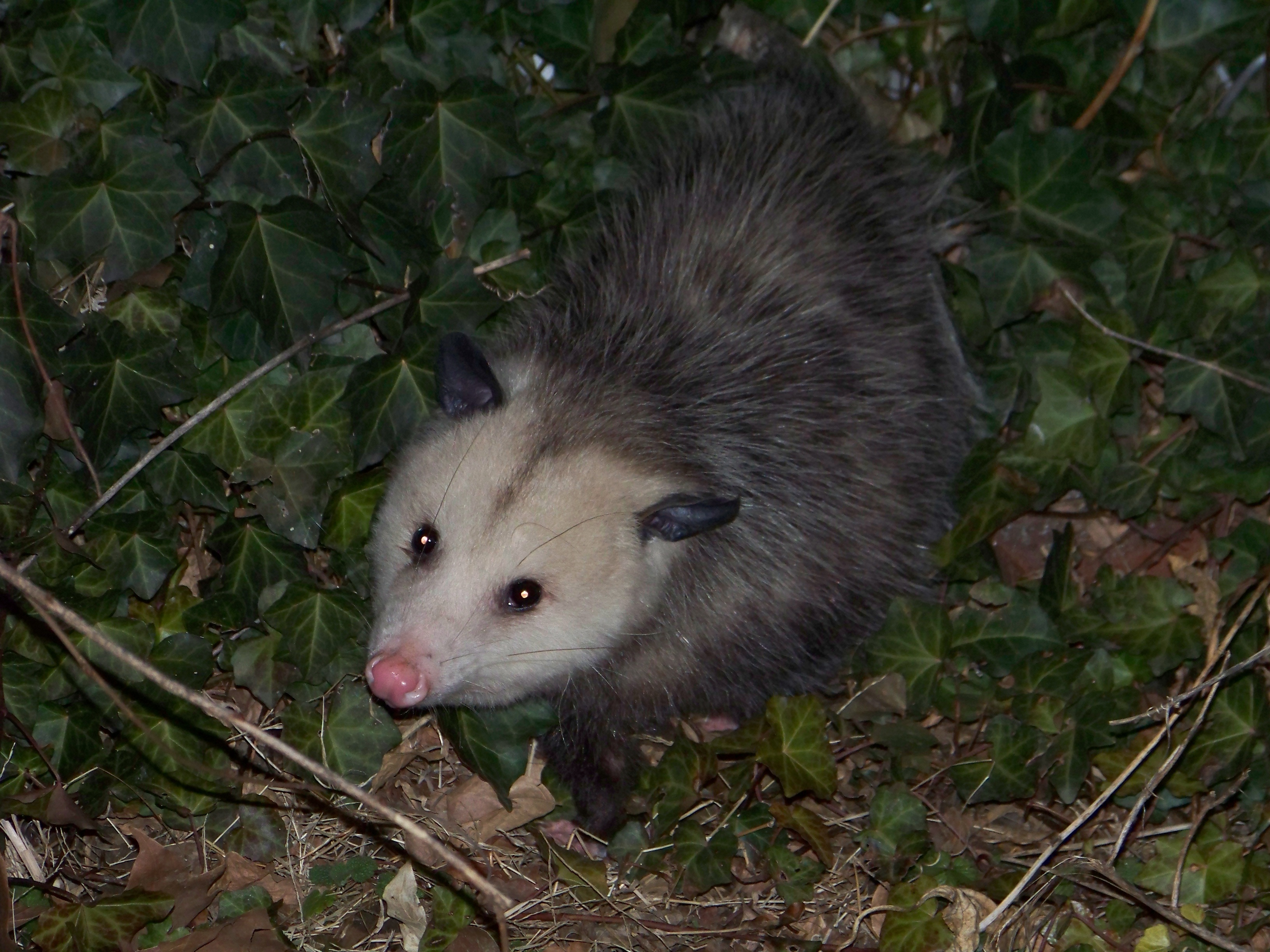Grey opossum with coarse hair, whitish, tapering face sporting a pronounced "widows peak," black eyes and pink nose looks up from a bed of green ivy.