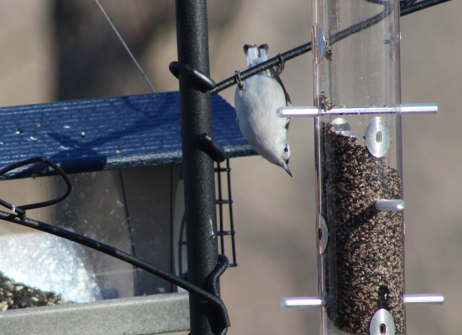 Light-bellied songbird hangs head down, eyeyng a nearby bird feeder