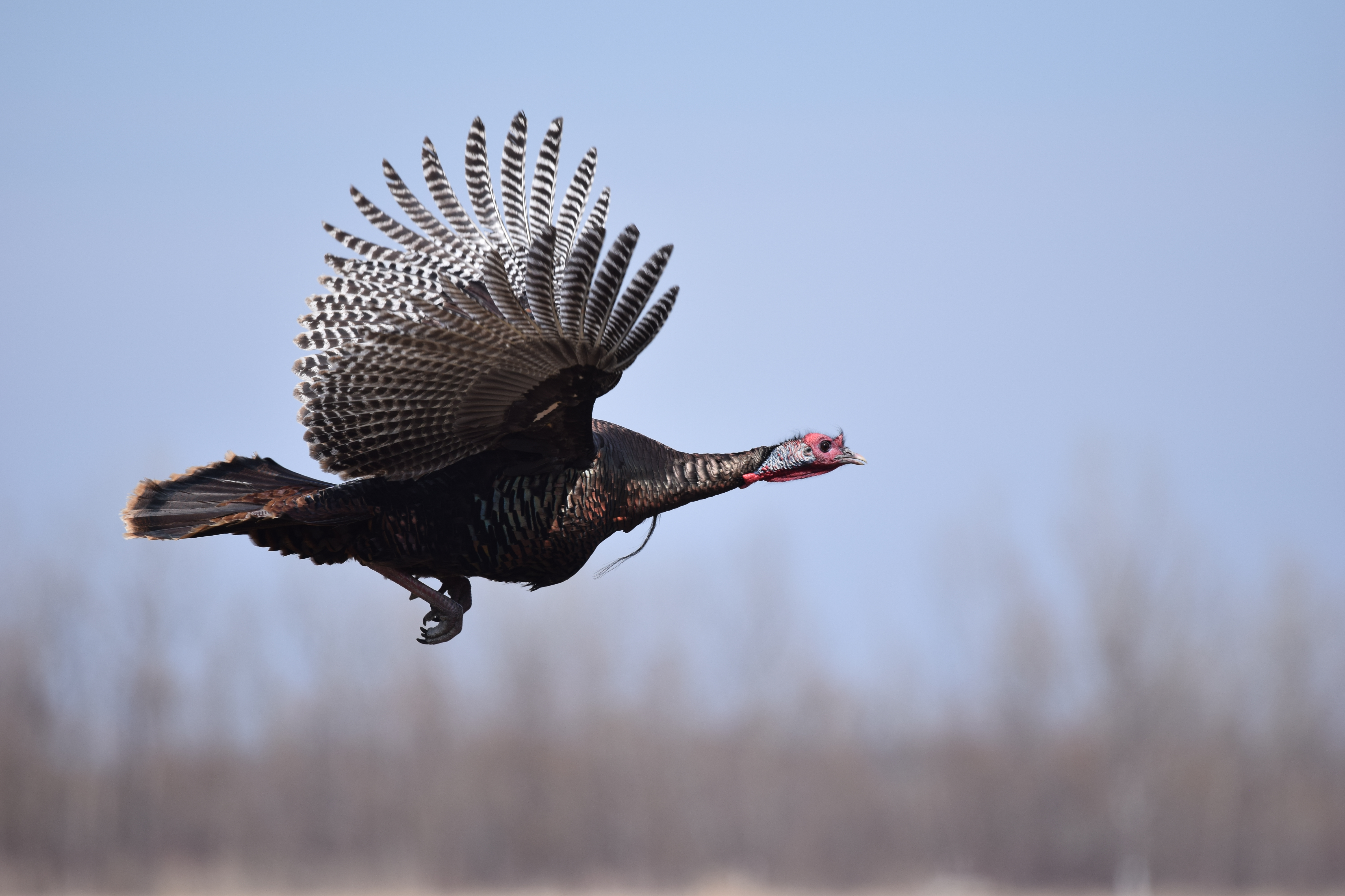 Profile view of a wild turkey in full flight. Pinion feathers, about 25 on each wing, are marked with alternating white and brown bands Neck and head are stretched straight ahead and tail is fanned flat behind.