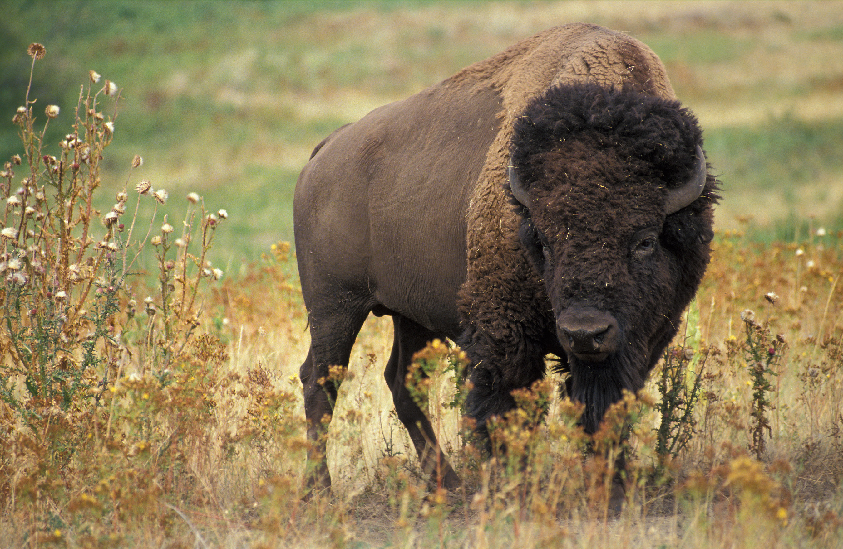 American Bison. A large bovine with brown, shaggy fur and a pronounced hump atop his shoulder, stands in a tall grass prairie.