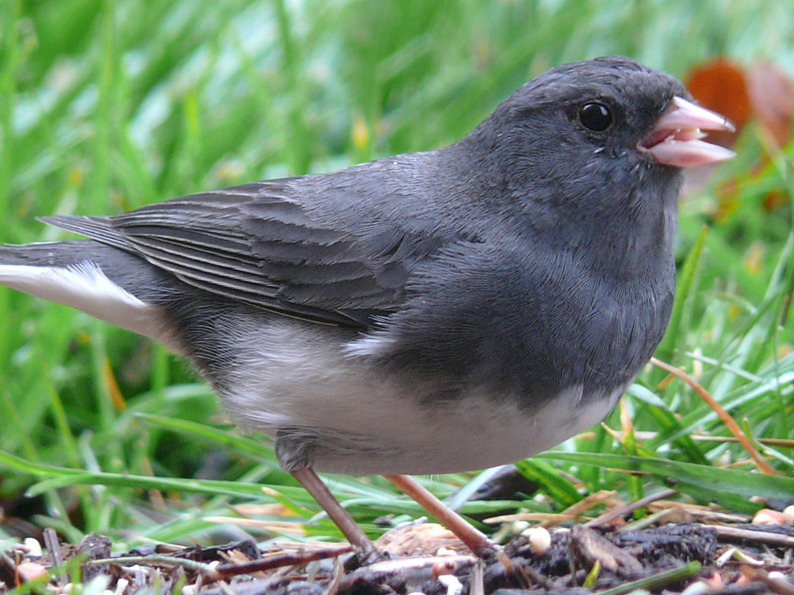 Fat songbird, dark above, light below. Dark-eyed junco with round black eye stands in a patch of grass