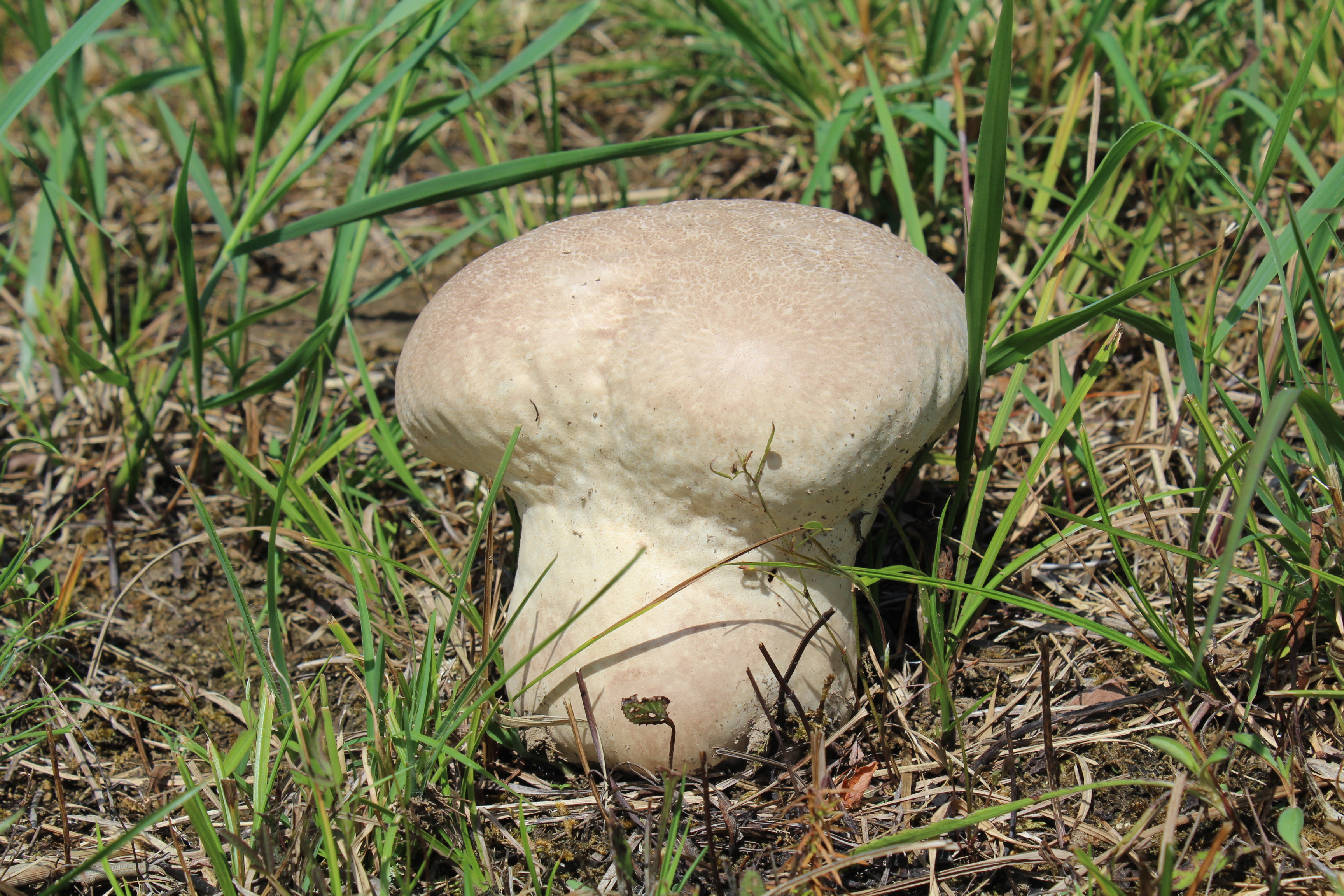 White, brain-shaped mushroom in a meadow. Giant puffball is about the size of a soccer ball.