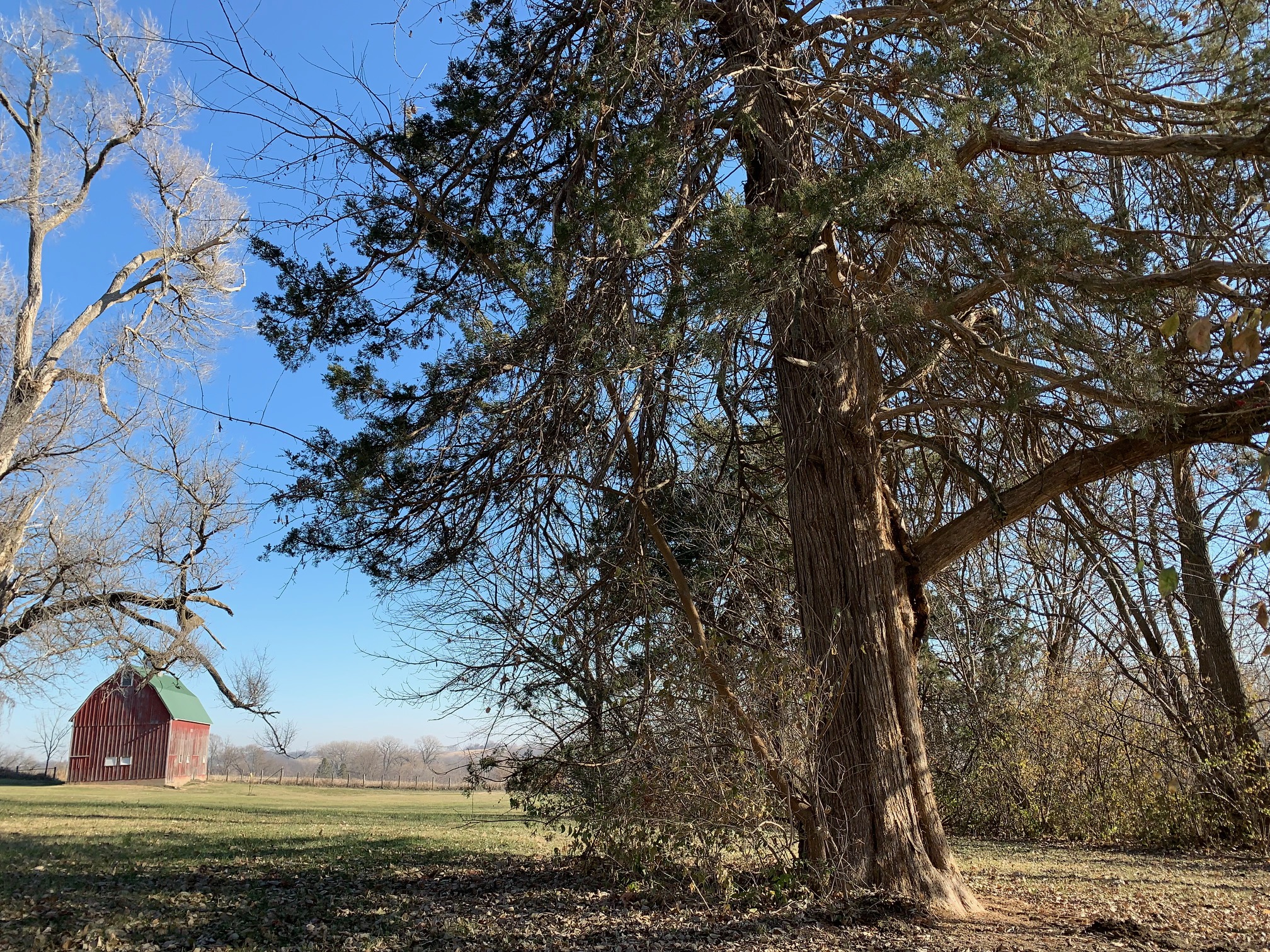 Eastern Red Cedar stands at the edge of an open field with a red barn in the background