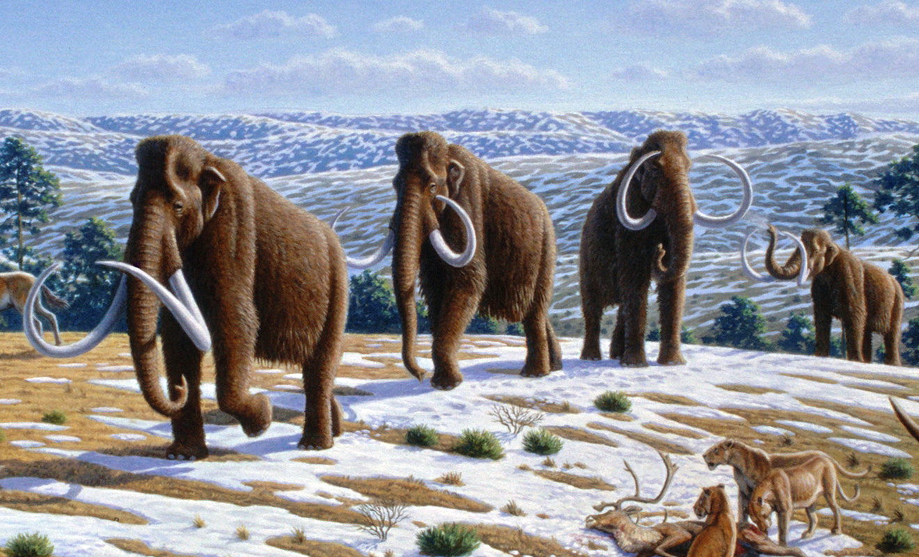 A group of Woolly Mammoths with long, curving tusks, treks across a snow-covered landscape. Glaciers in Iowa stopped in and near the Pleistocene habitat of these elephant-like animals.