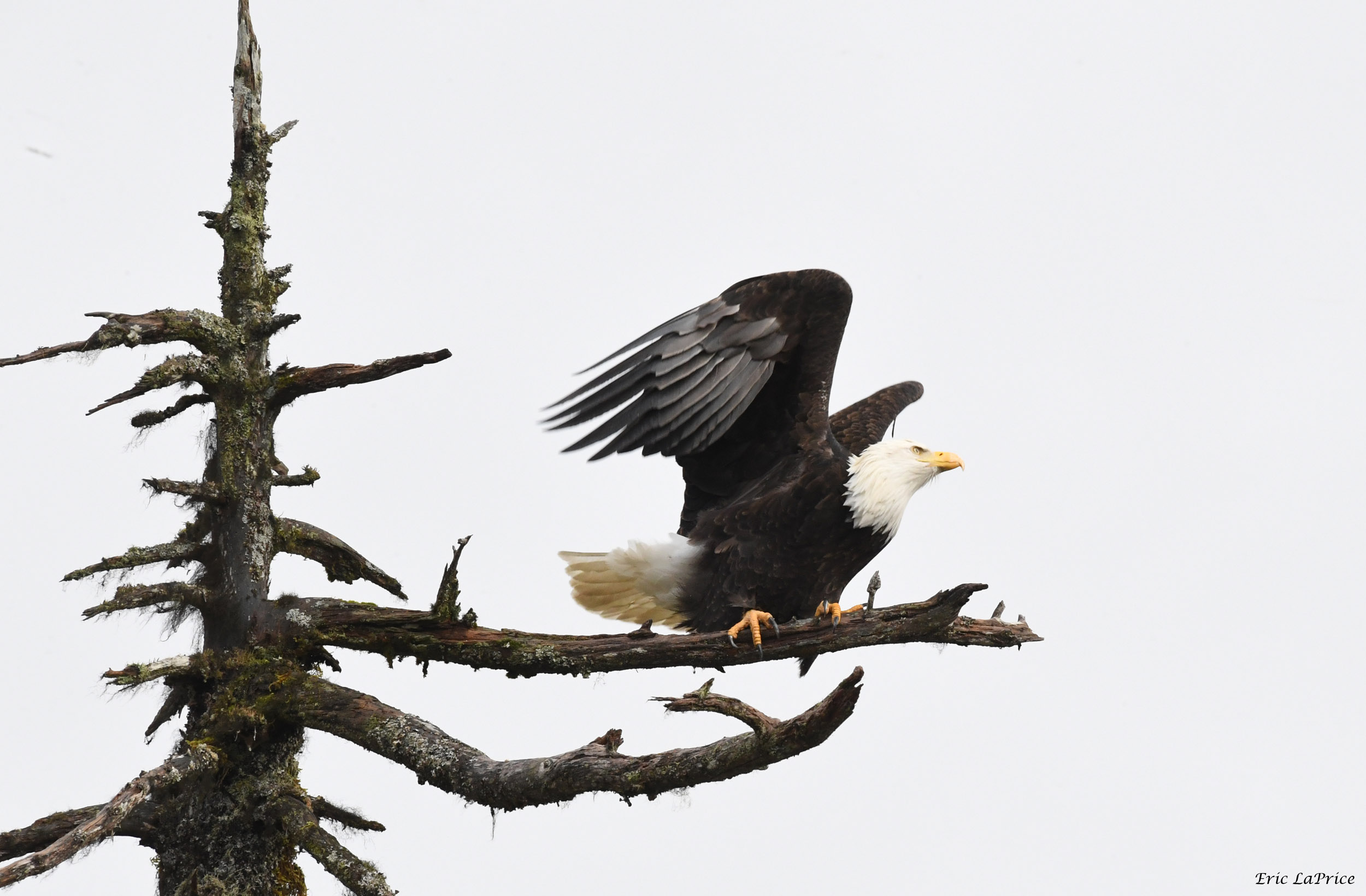 Bald eagle stands on a bare snag, wings and tail spread in iconic pose. Black body, white head and tail, yellow beak against a white sky