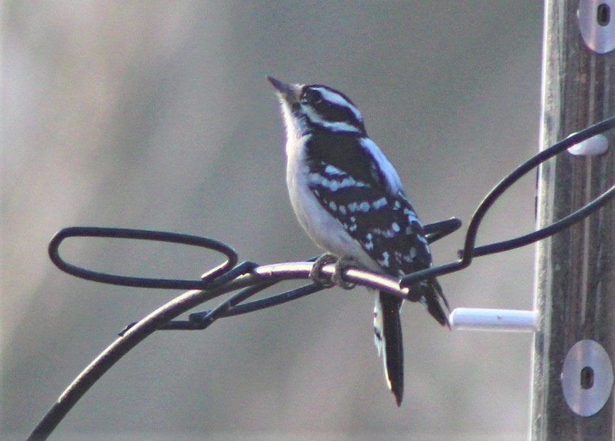 A black and white striped Downy Woodpecker sits on a branch. Its small, sharp beak faces into the wind.