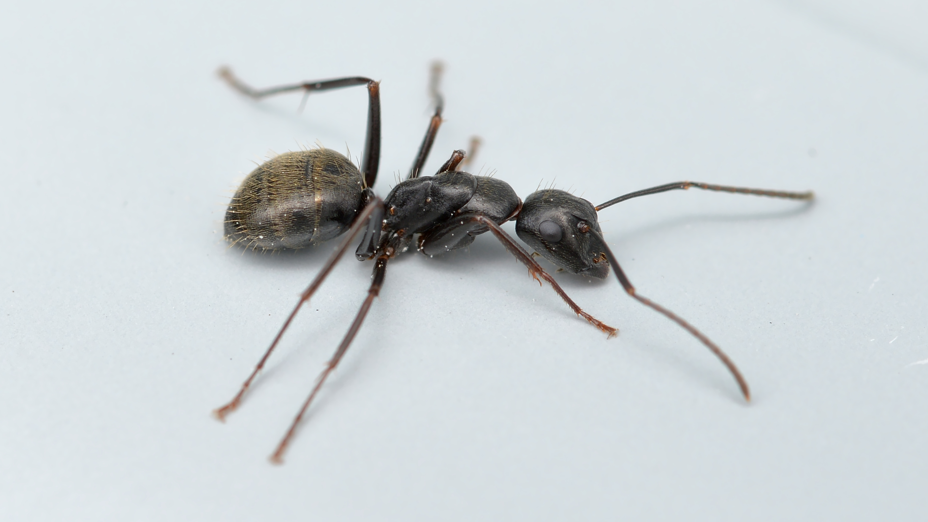 Large black ant stands on a white surface