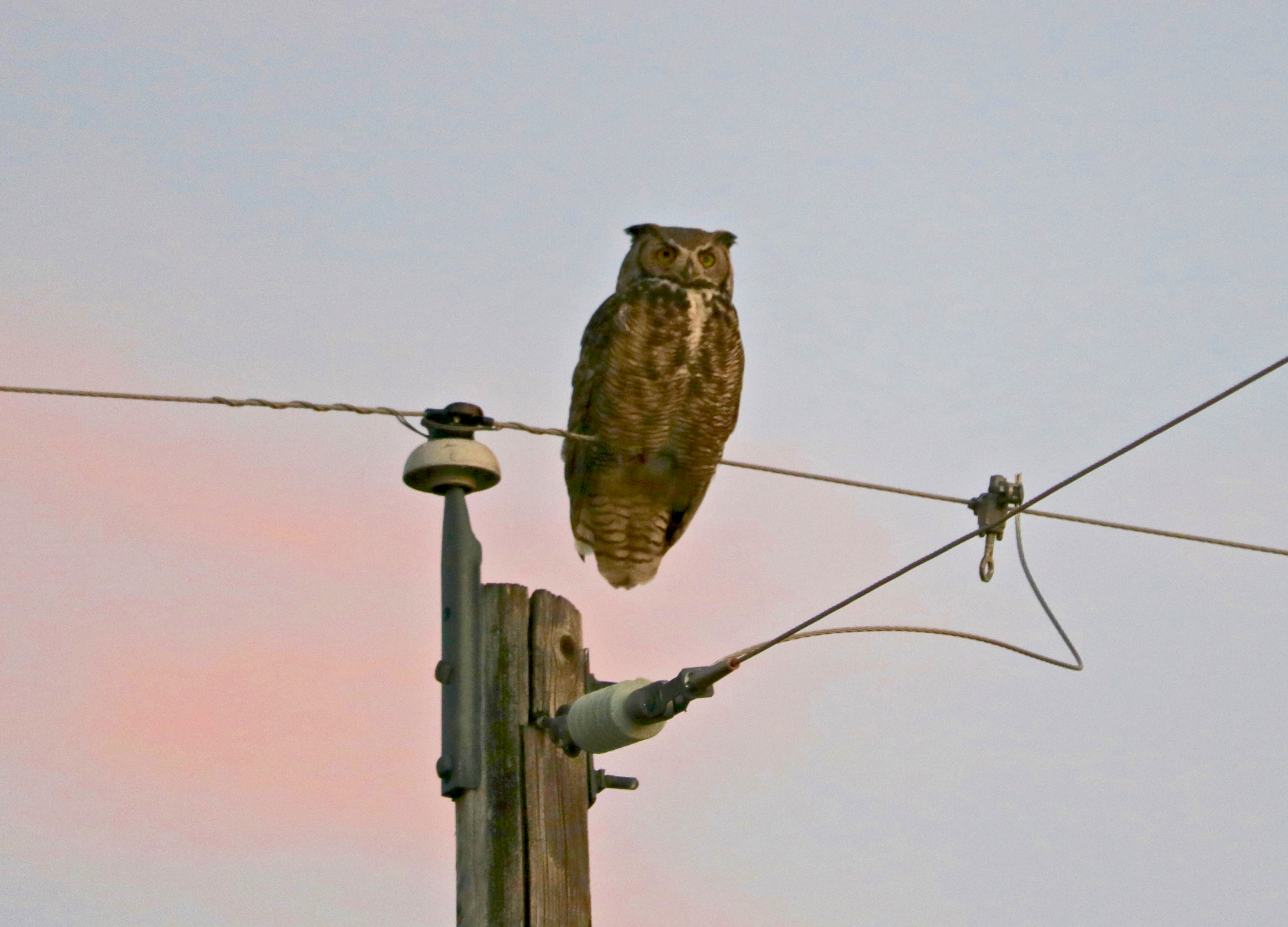 Large grey brown bird with yellow eyes perches on a bare electric wire. Great Horned Owl sporting ear-like feather tufts on top of his head