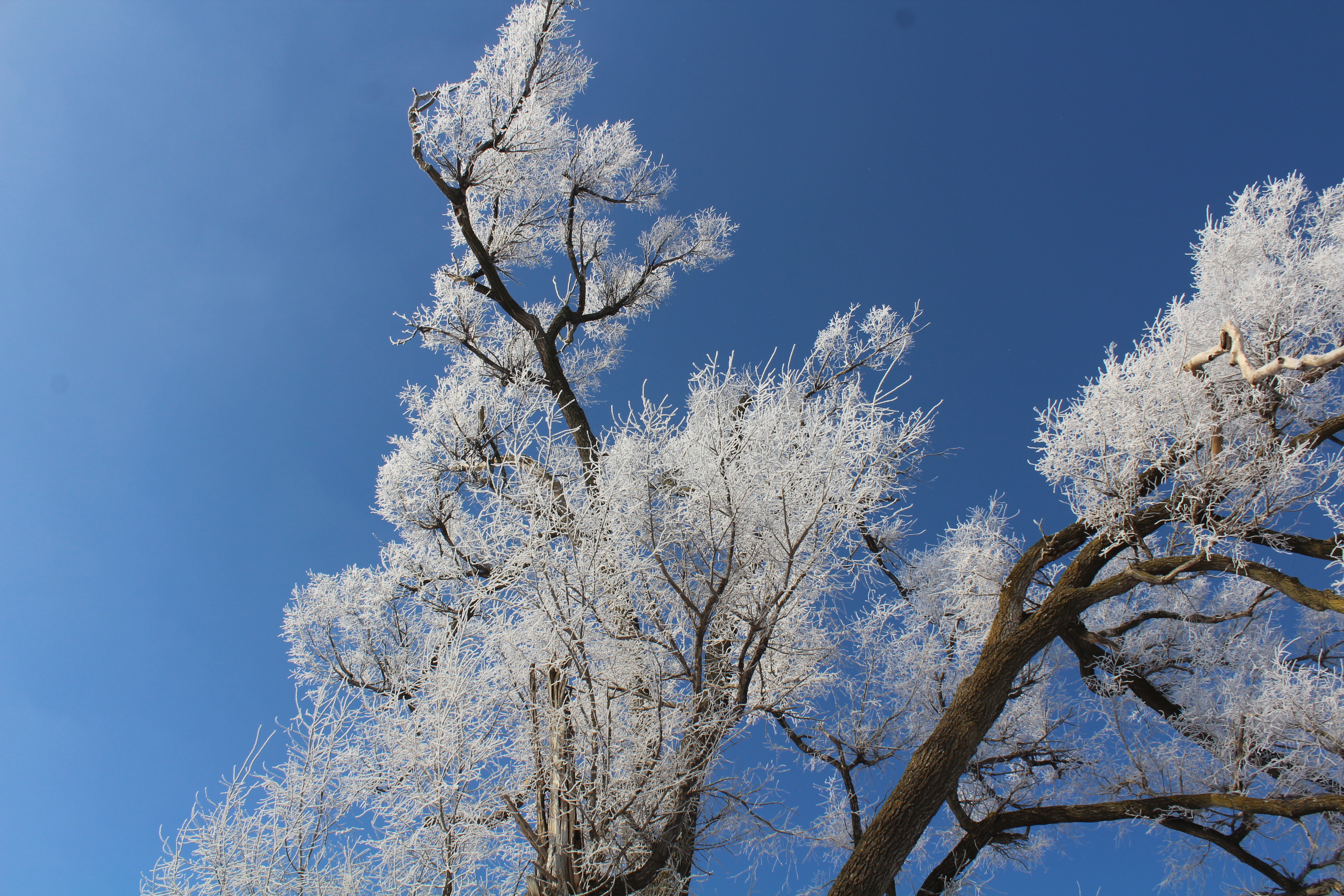 Grey branches of a Siberian Elm, covered with brilliant white hoarfrost, against a pure blue winter sky