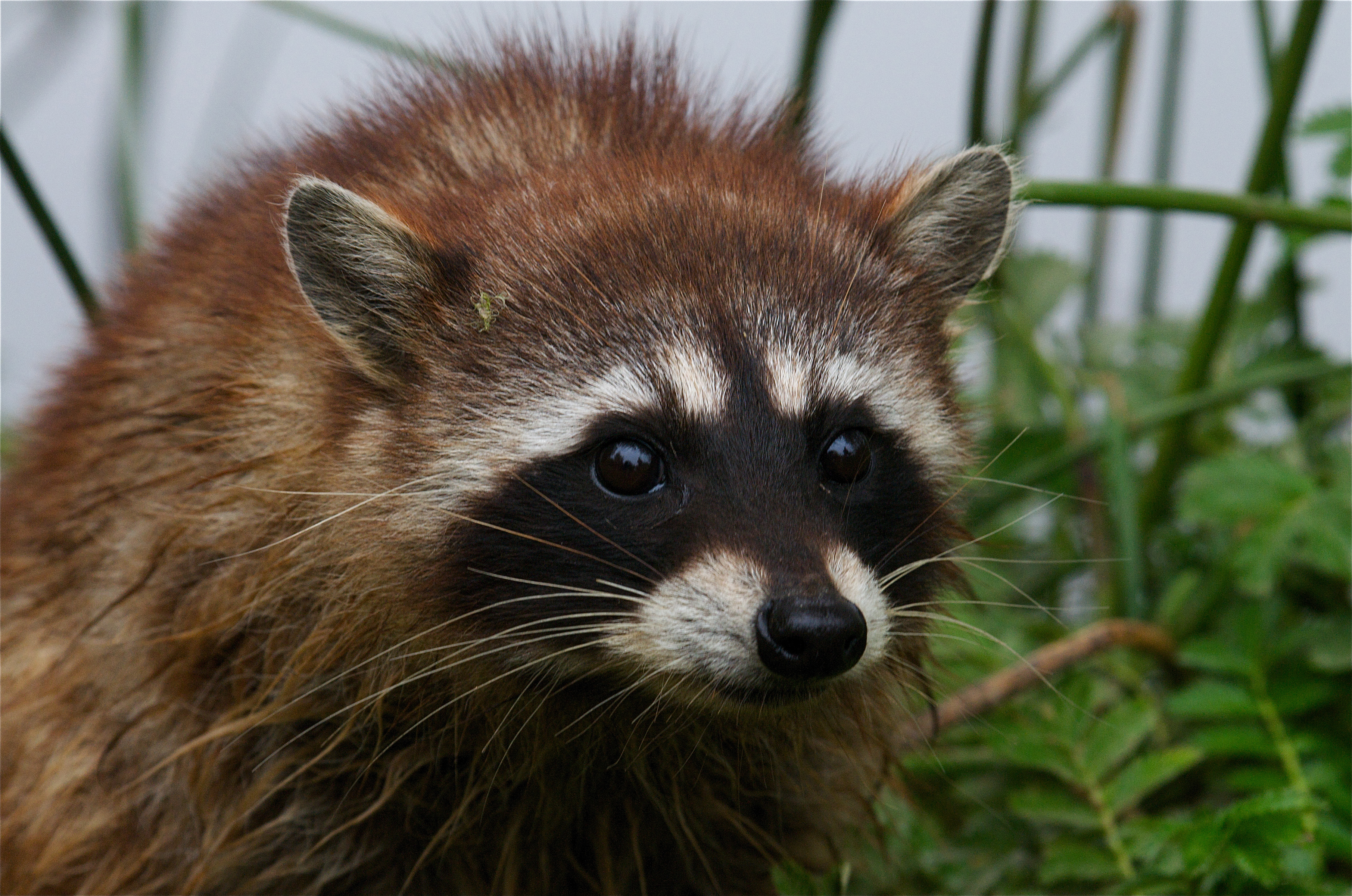 Furry critter with pointy nose, round erect ears and a prominent, black bandit’s mask looks at the camera. Ringtail Raccoon.