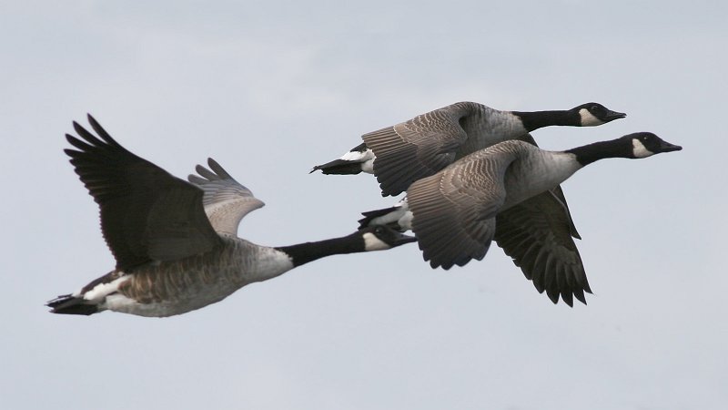 Profile view of three Canada Geese in flight. Large brown birds with long black necks and heads with white cheeks and chin straps.