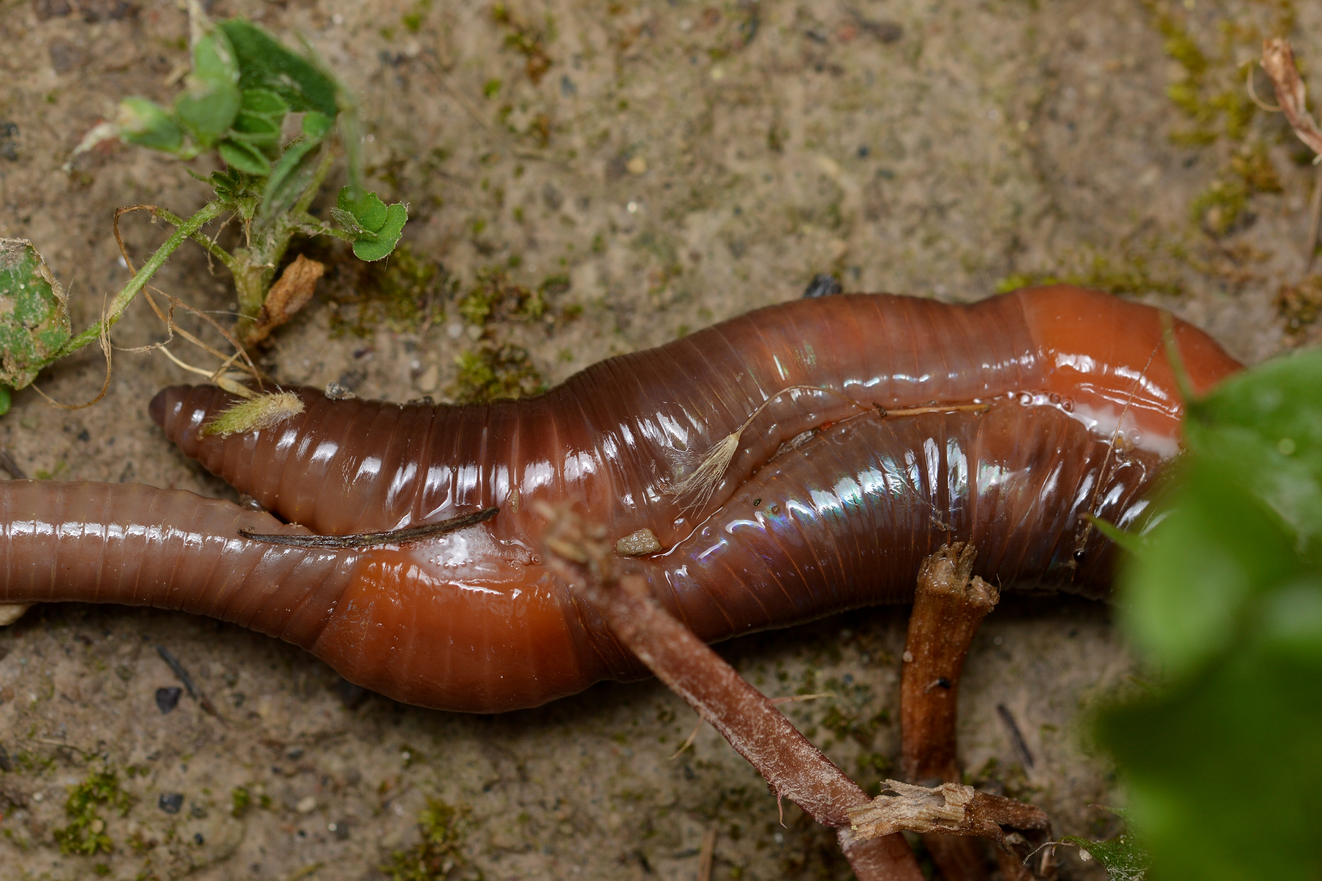 A pair of nightcrawlers aligned side-to-side and front-to-back. Earthworm sex.