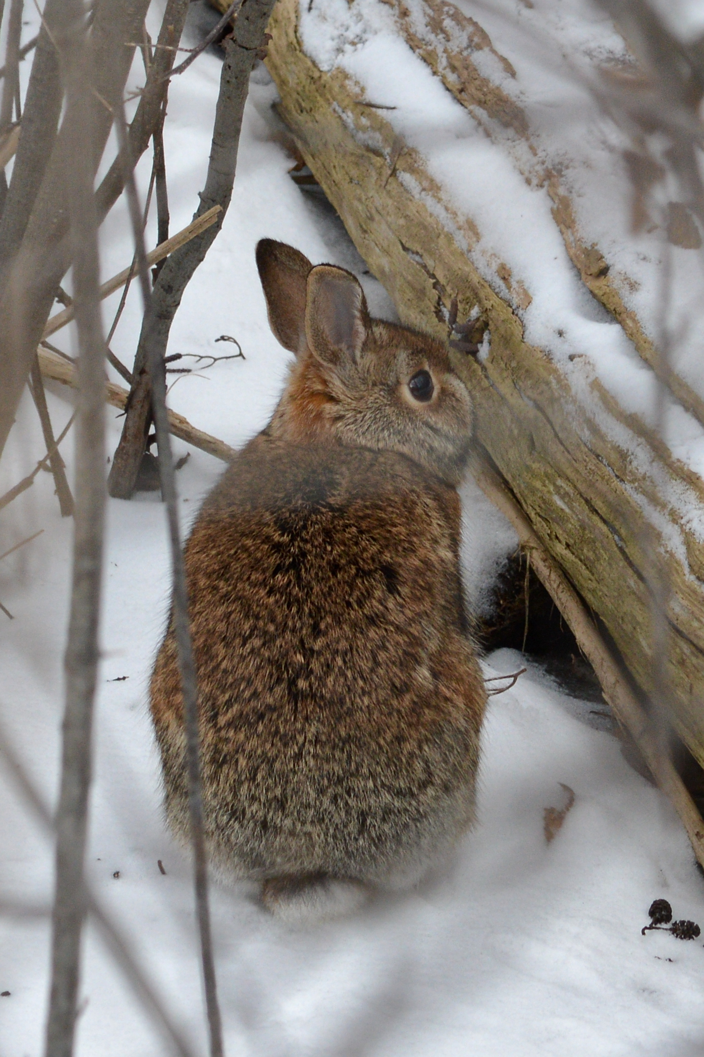 A grey brown critter with long ears sits in the snow next to a fallen tree limb. Eastern Cottontail Rabbit.