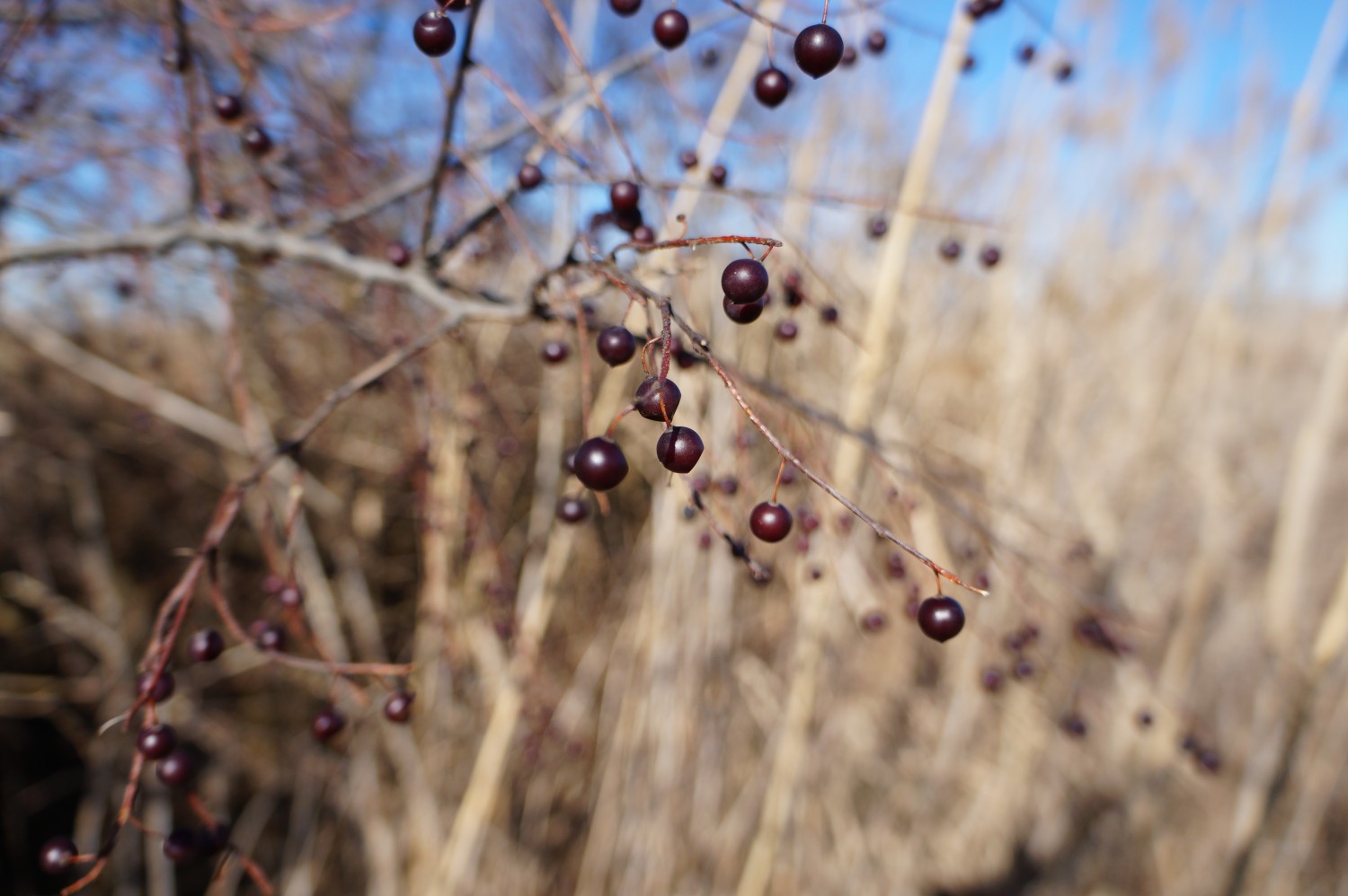 Pea-size purple berries hang individually from leafless twigs. Hackberry fruits.