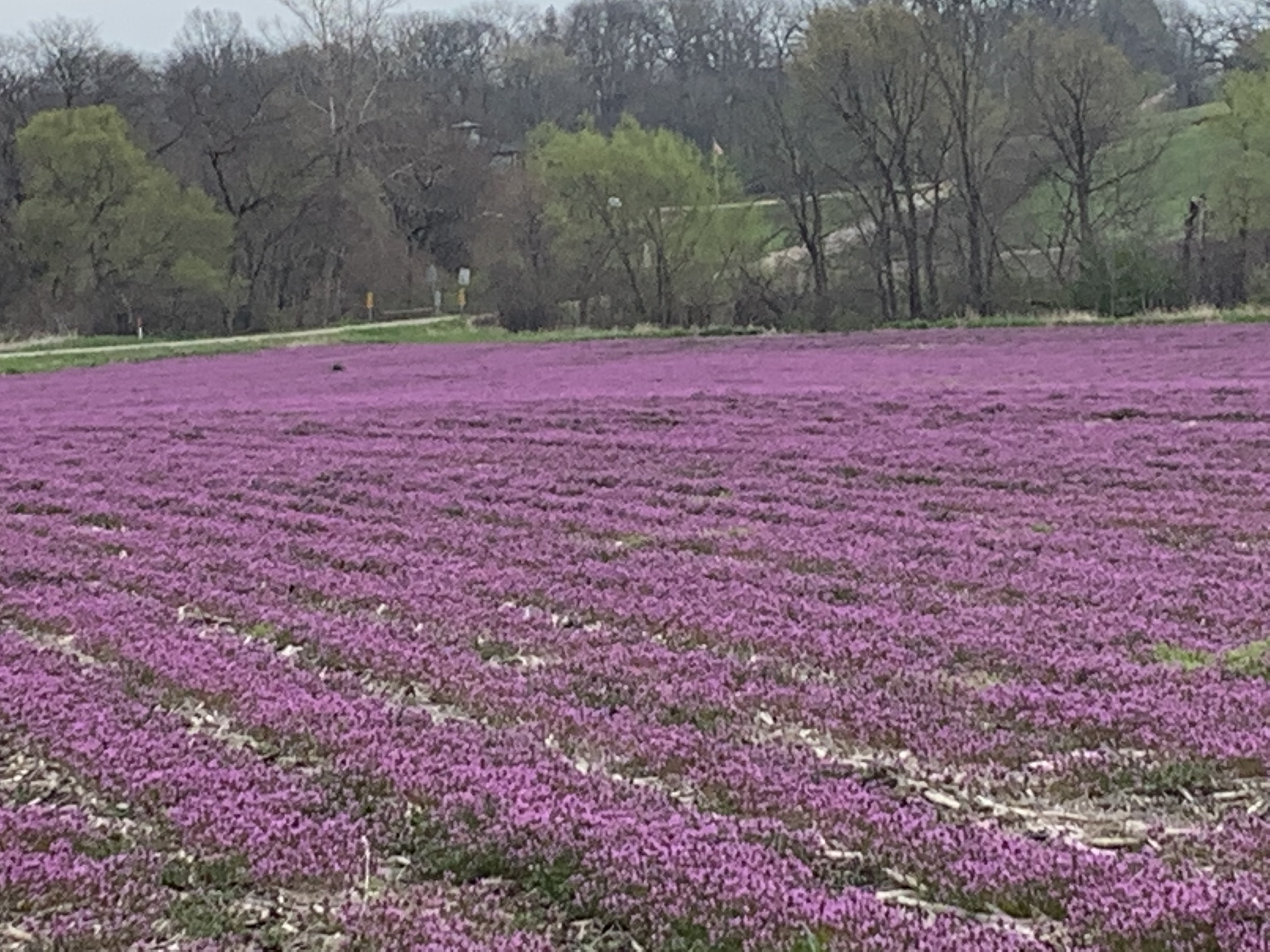 Last season's bean field is coming alive with a solid mat of purple. Volunteer henbit, sprouted from seeds dropped in yeras past. Soon this carpet of color will be obliterated by a herbicide to make way for a cornfield.