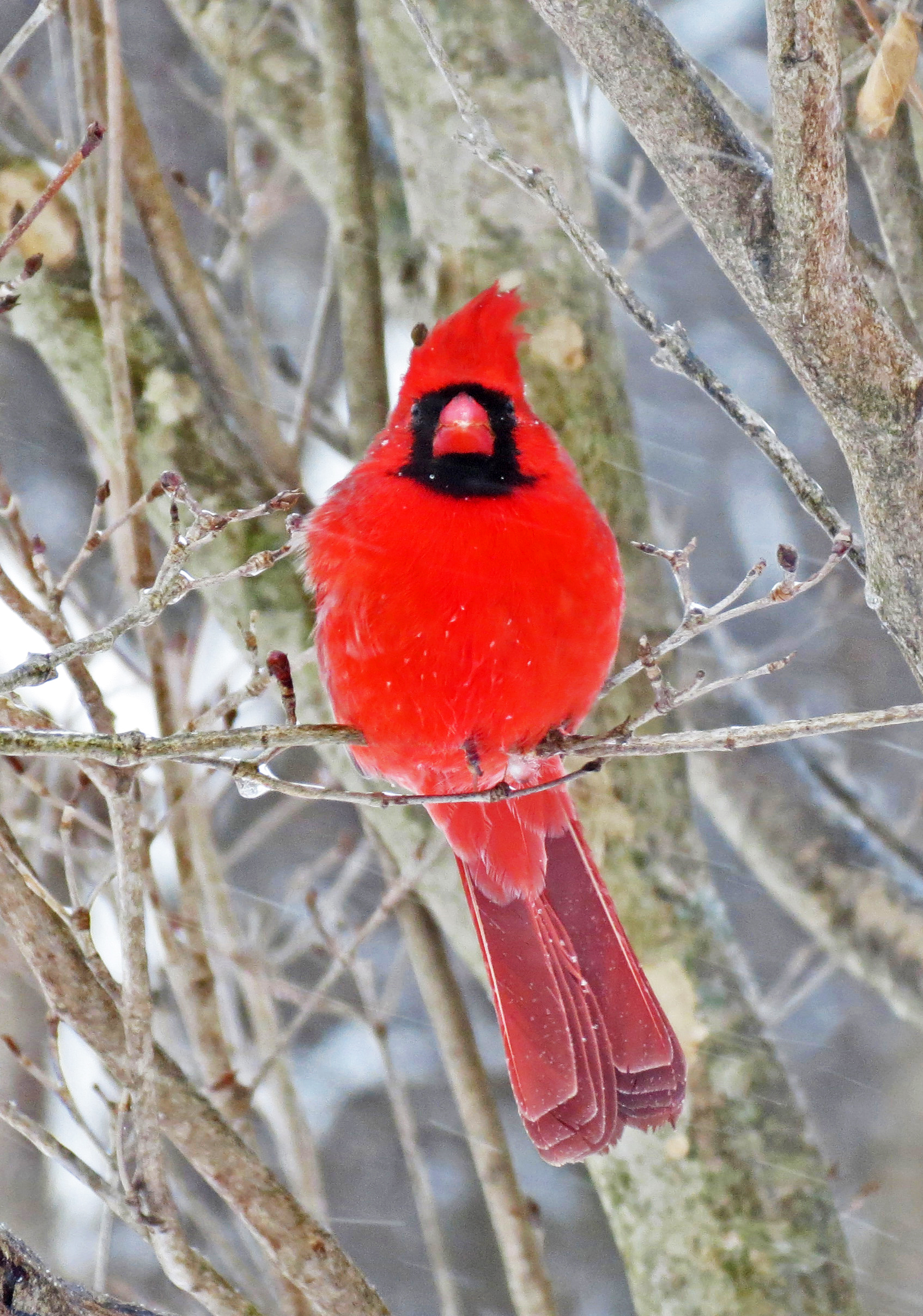 Northern cardinals have a short, stout bill, adapted for cracking seeds. This species is the only bright red bird with a crest.
