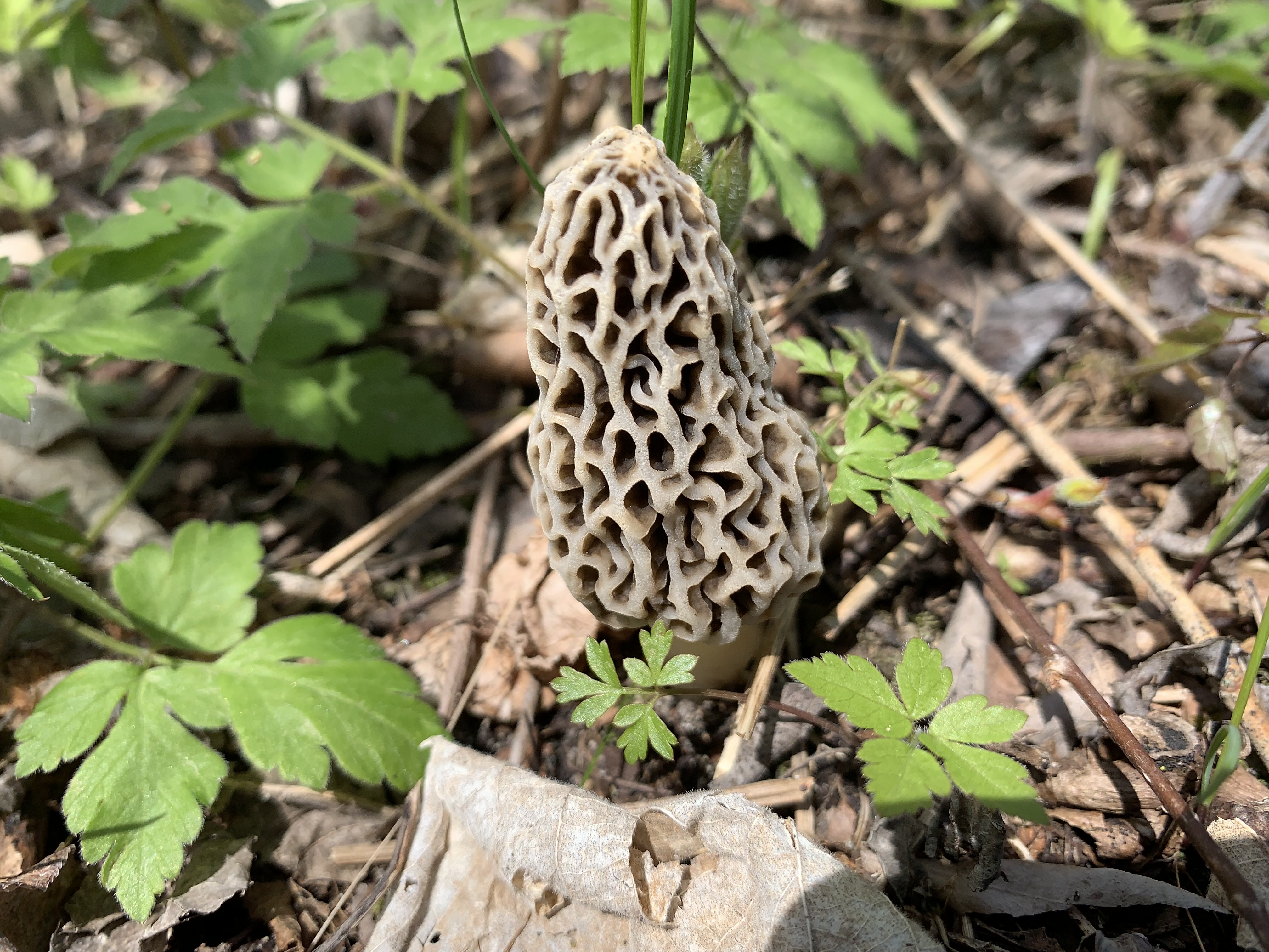 Fleshy, cone-shape fruiting body of a morel mushroom stands atop a short, hollow stem, amid green foliage on a forest floor. Reproductive spores are produced and dispersed from the hollows and folds of the flesh.