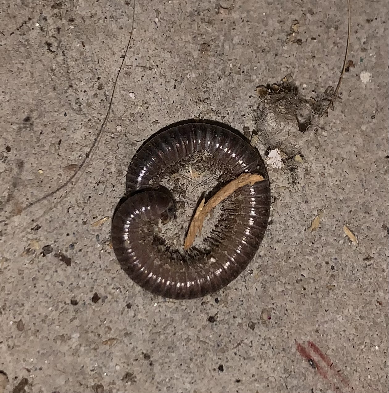 A tightly curled, wormlike millipede lies expired on a concrete floor.