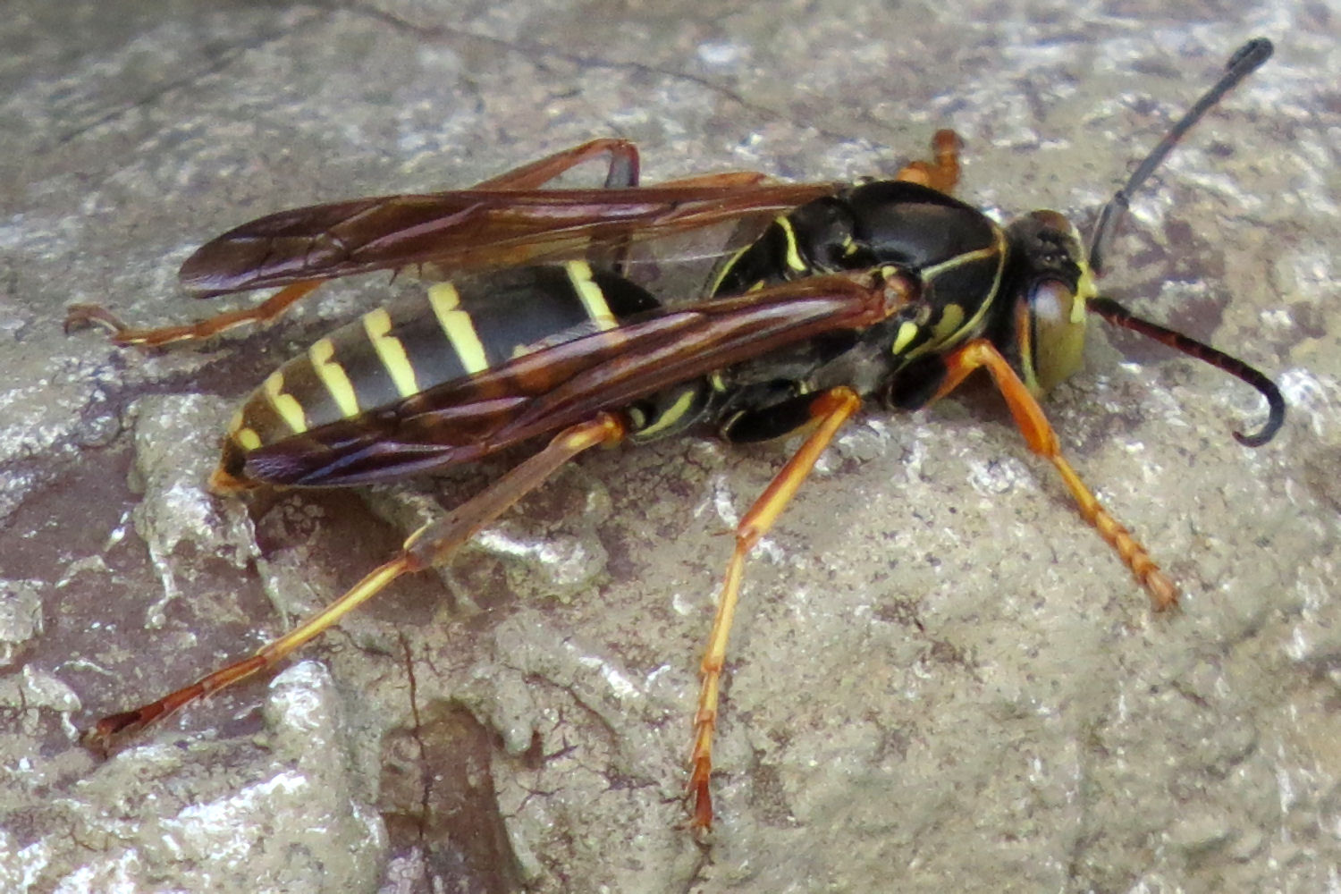 Sleek, high speed insect rests on a concrete surface. Northern Paper Wasp has 4 smoke-colored membranous wings and abdomen marked with prominent yellow bands, connected to its thorax by a threadlike petiole, inspiring the term “wasp waist.” 6 yellow-brown legs, yellow face stripes and curved-end antennae complete the ensemble.