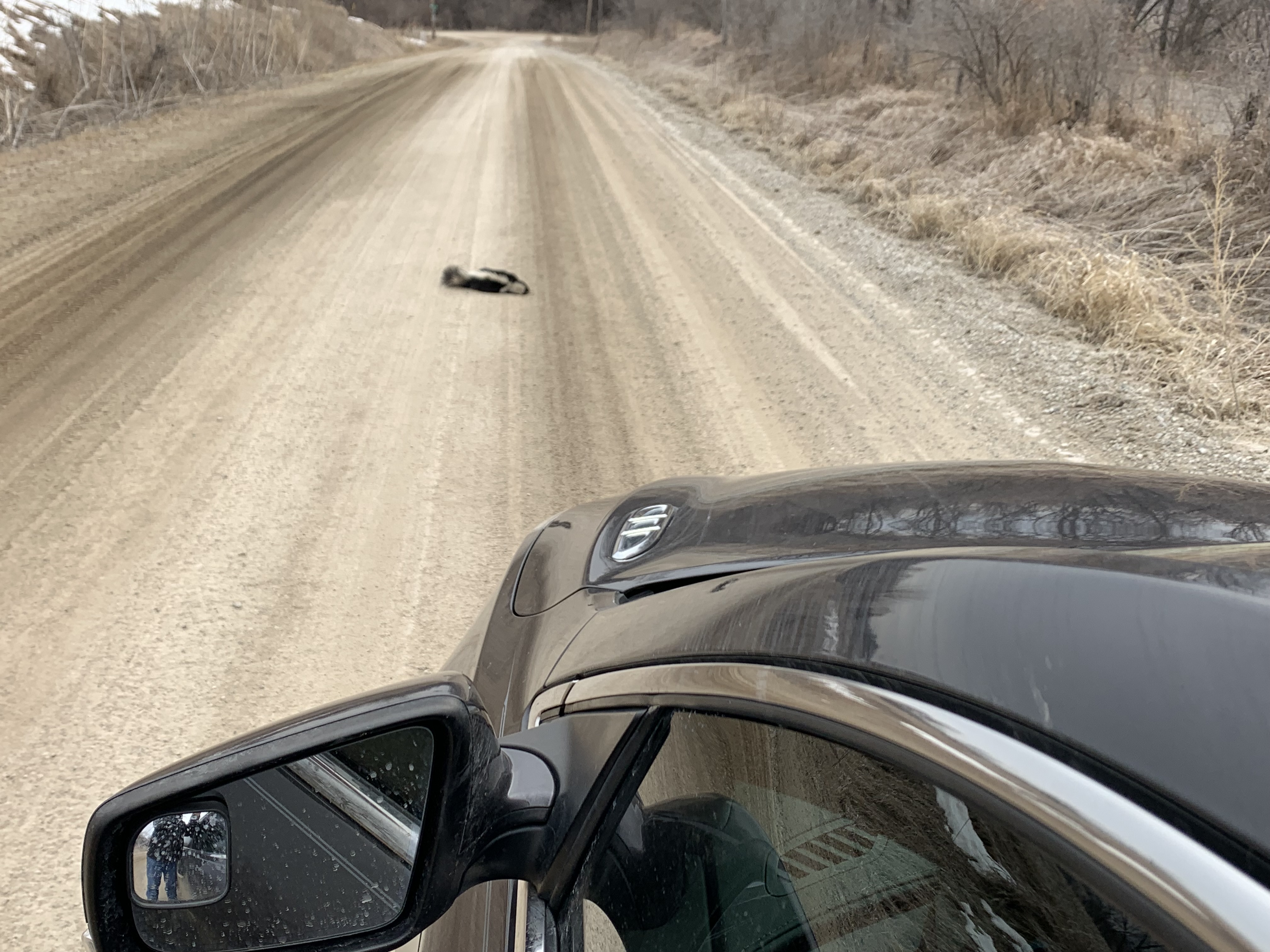 Road-kill skunk viewed from an auto on a lonely country road.