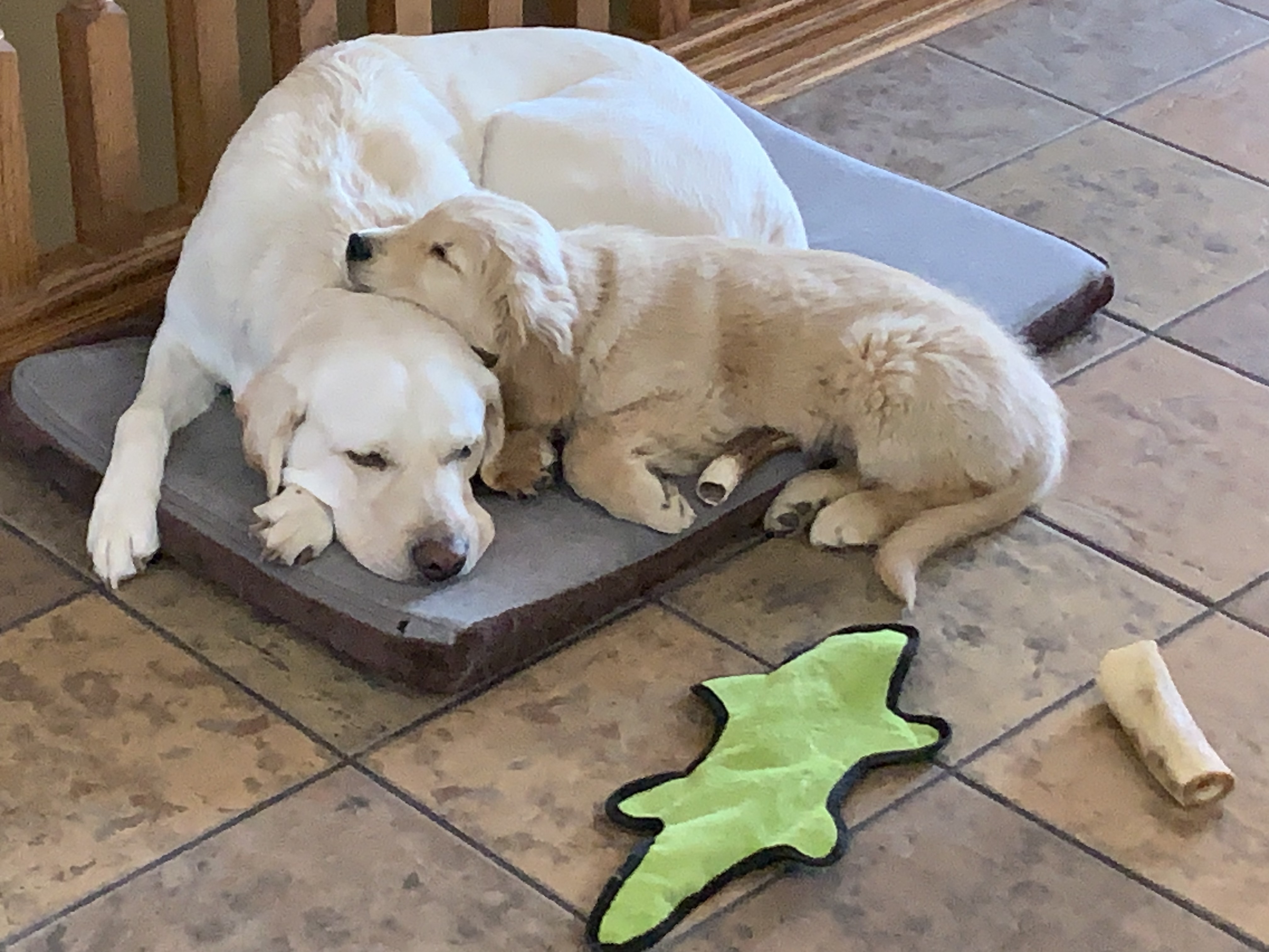 Photo of Dave, a Yellow Labrador Retriever, and Clancy, a Golden Retriever pup, catching some zzz’s on a mat on a sunlit tile floor. Favorite toys lie strewn on the floor next to the mat.
