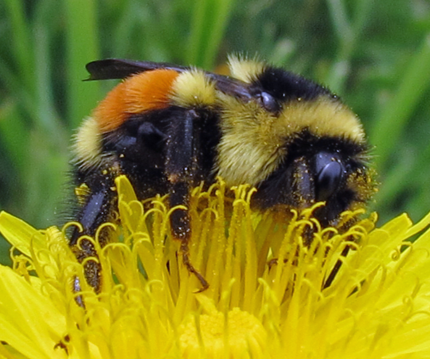 Large yellow and black Bumblebee sits on a bright yellow flower. The hairy bee is peppered with yellow pollen grains.