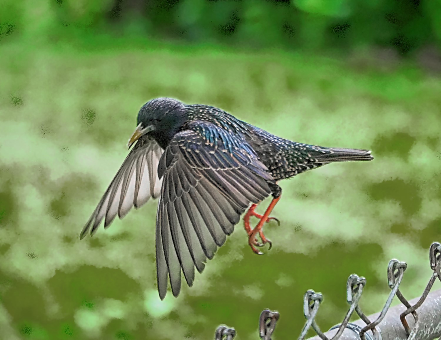 A European Starling takes flight. Wings spread, showing the tapered tips that give the bird its name. Brown bird with white mottling and a long, tapered beak.