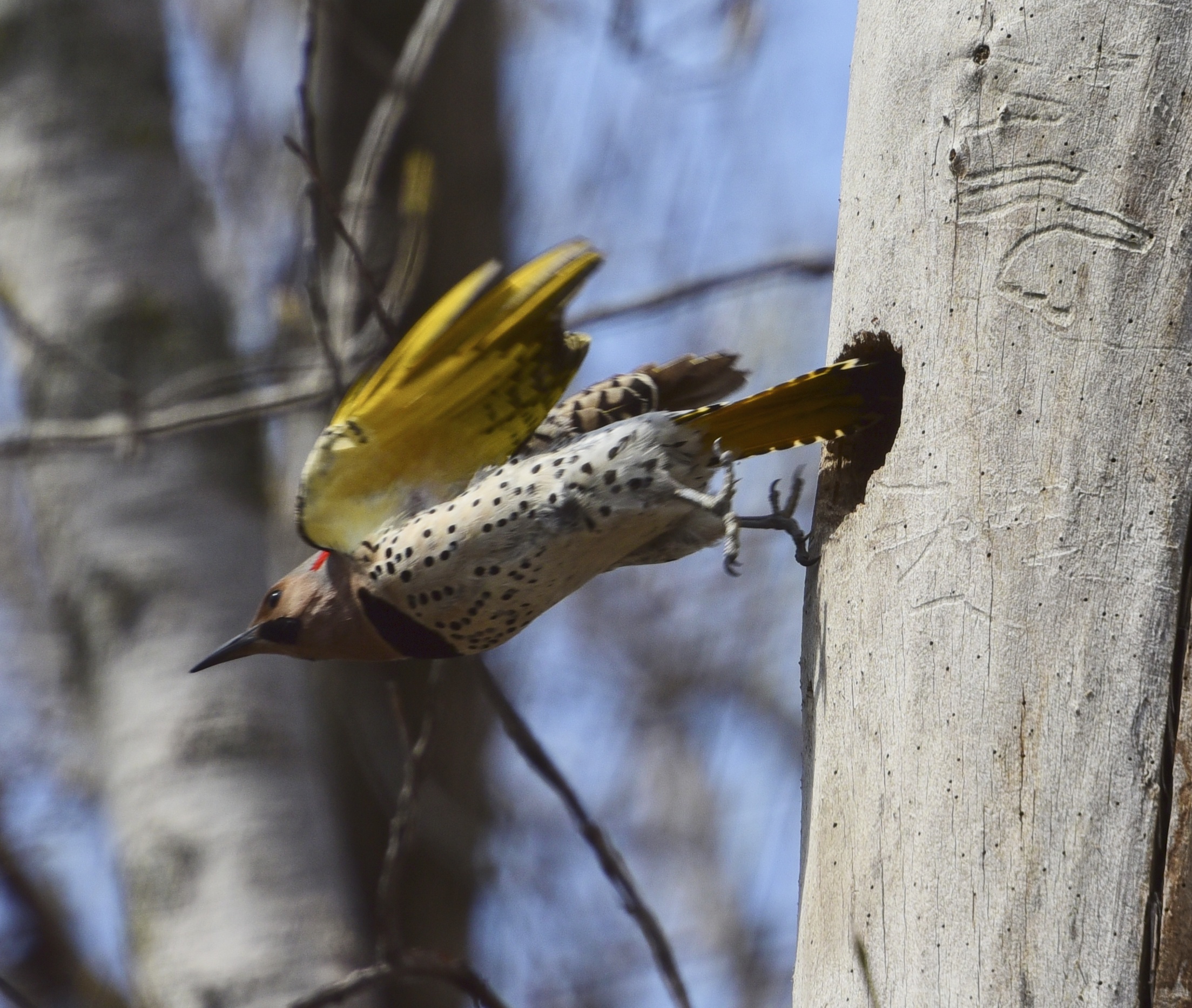 Action photo of a Northern Flicker boosting itself out of a hole in a dead tree. Bright yellow flashes from the underside of its unfurling wing, as it shows its white breast with black dots.