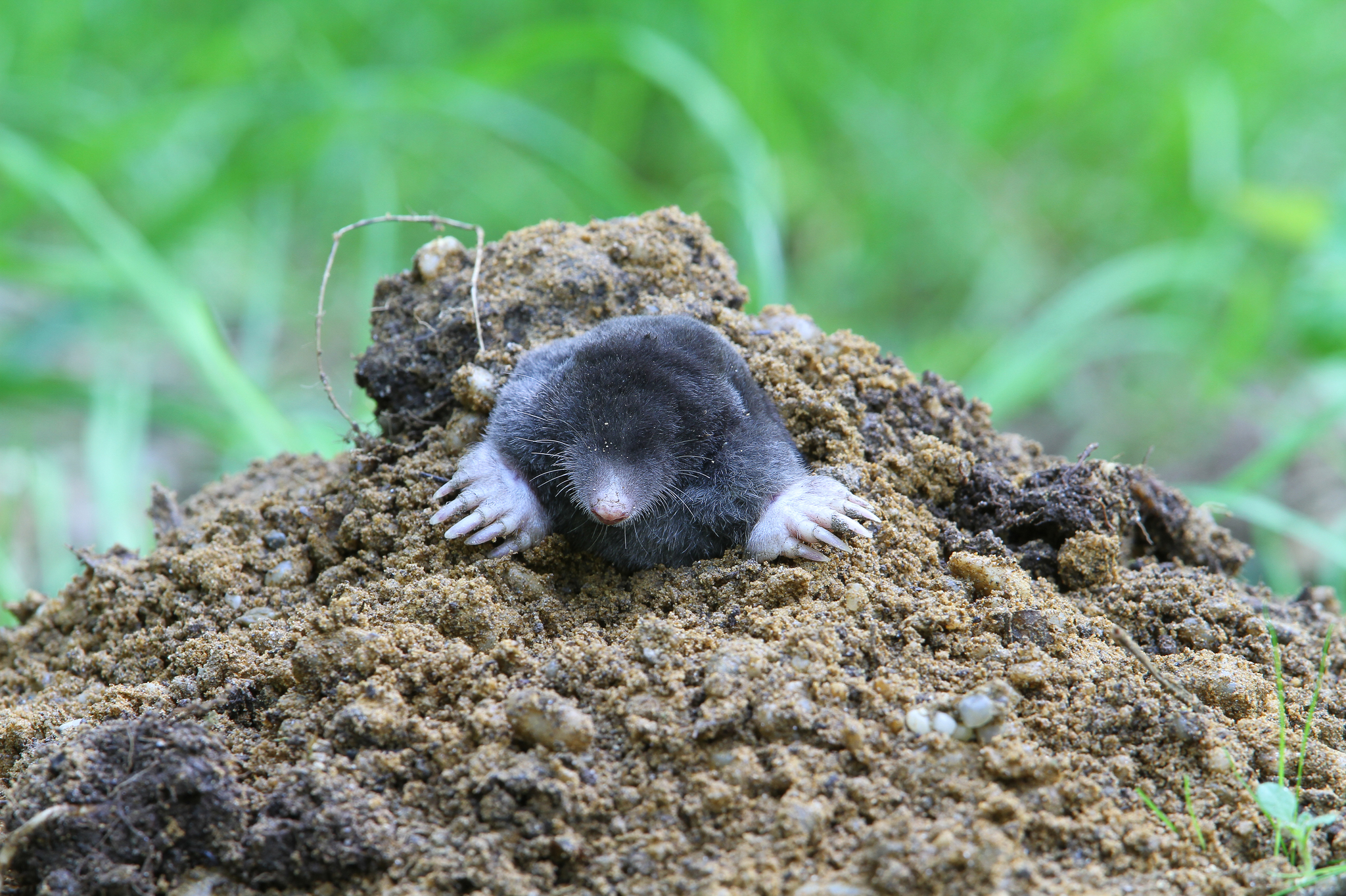 A grey critter with huge “hands” bearing long claws, pokes out from the top of a mound of dirt. Common mole has a short, tapered snout and tiny eyes that aren’t even visible in this head-on view.