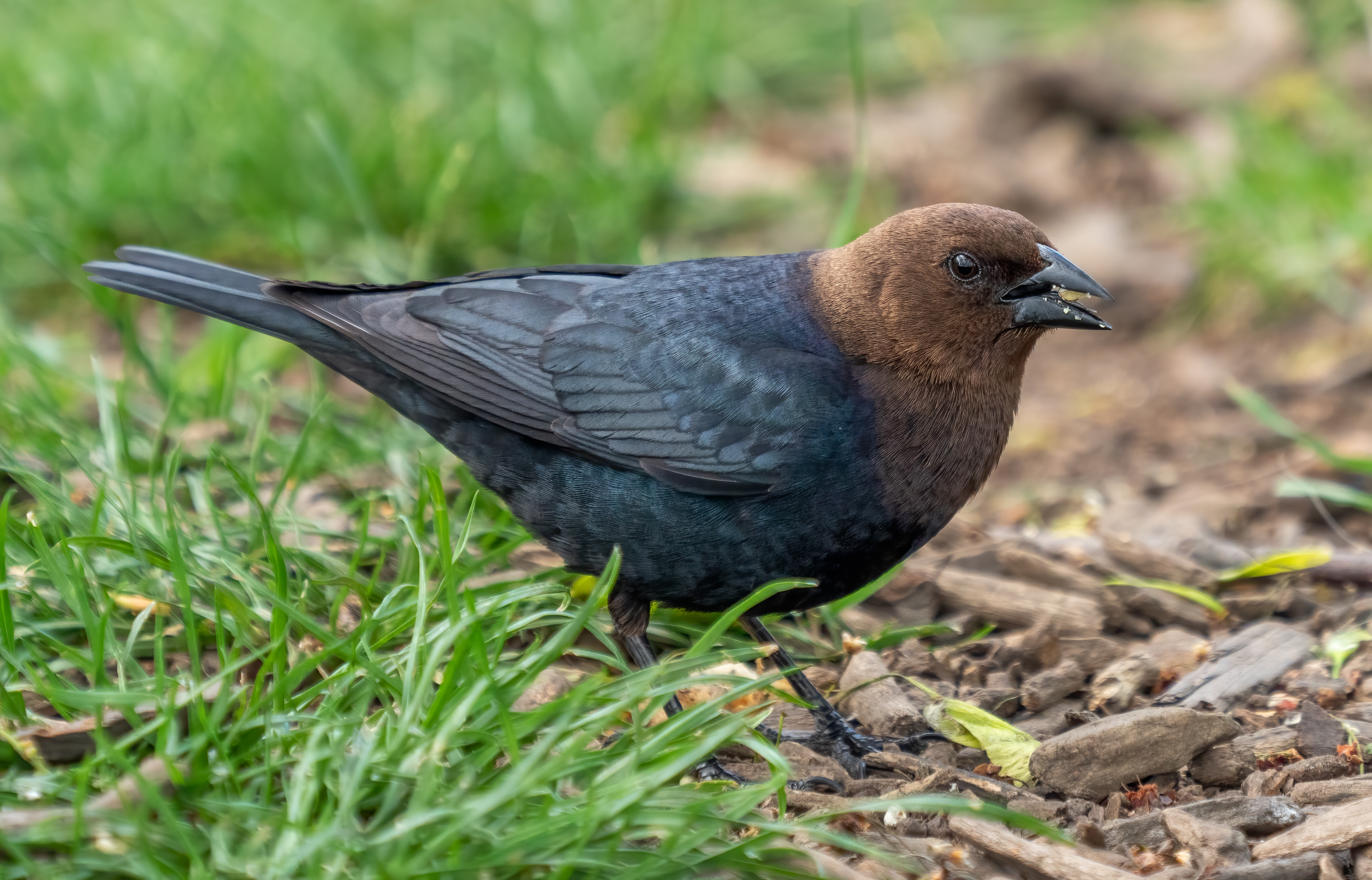 Handsome black songbird with brown head, black eye and beak feeds in short grass