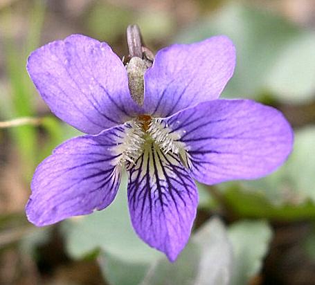 Bluish purple, five-petaled flower on a slender green stem. Common Blue Violet.