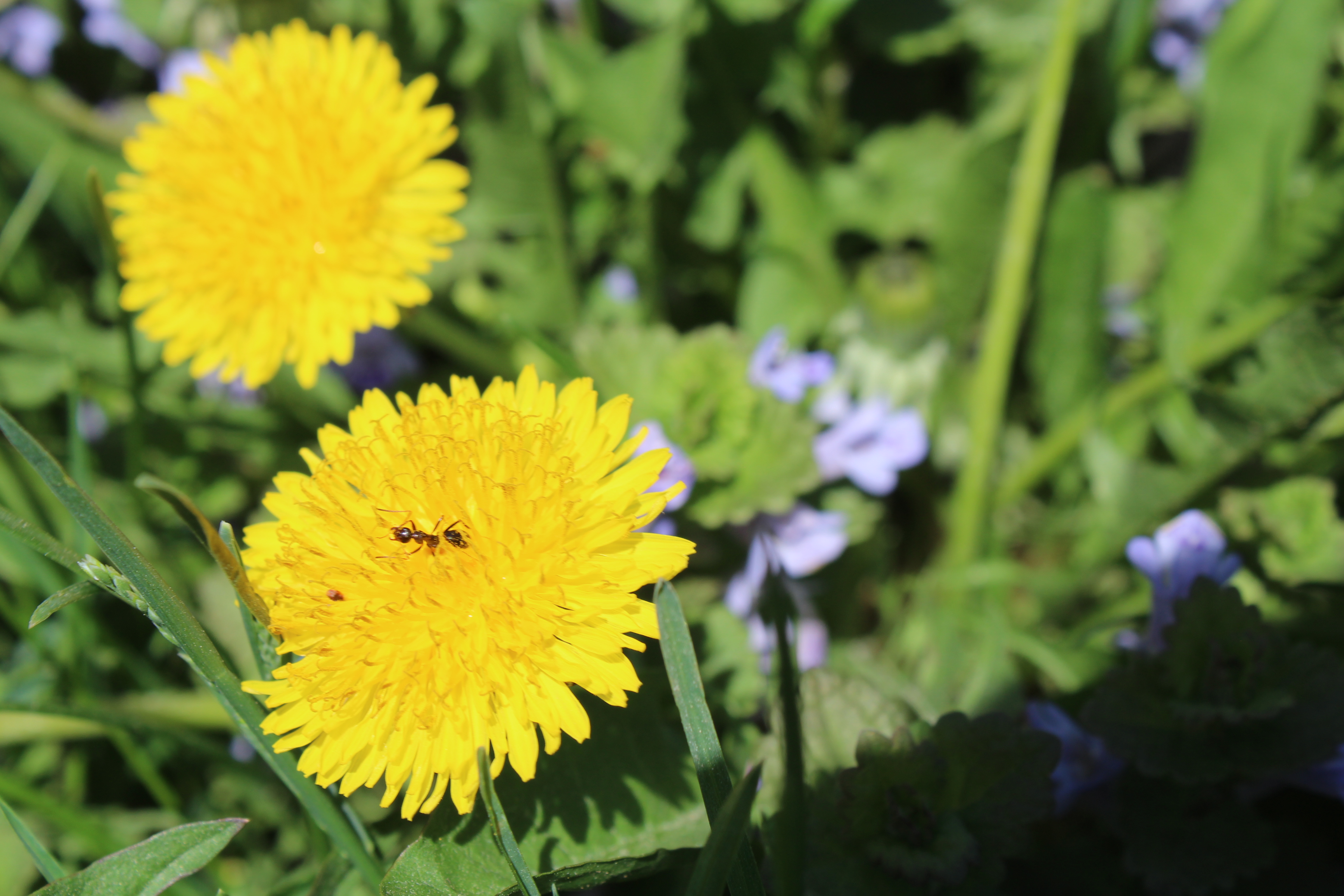 An ant walks in the center of a bright yellow flower head.