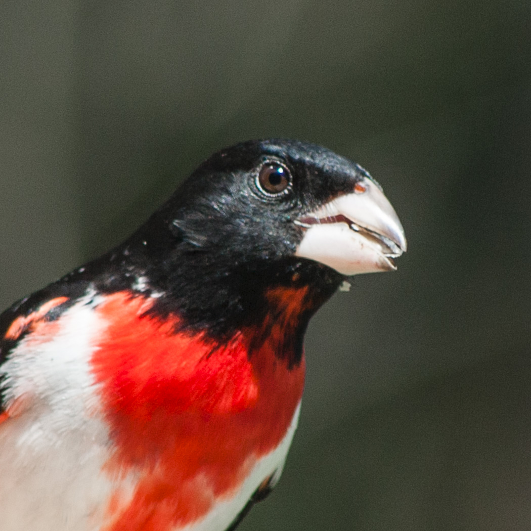 Large songbird with black head, white breast, red gorget and a stout, blunt beak. Rose Breasted Grosbeak.